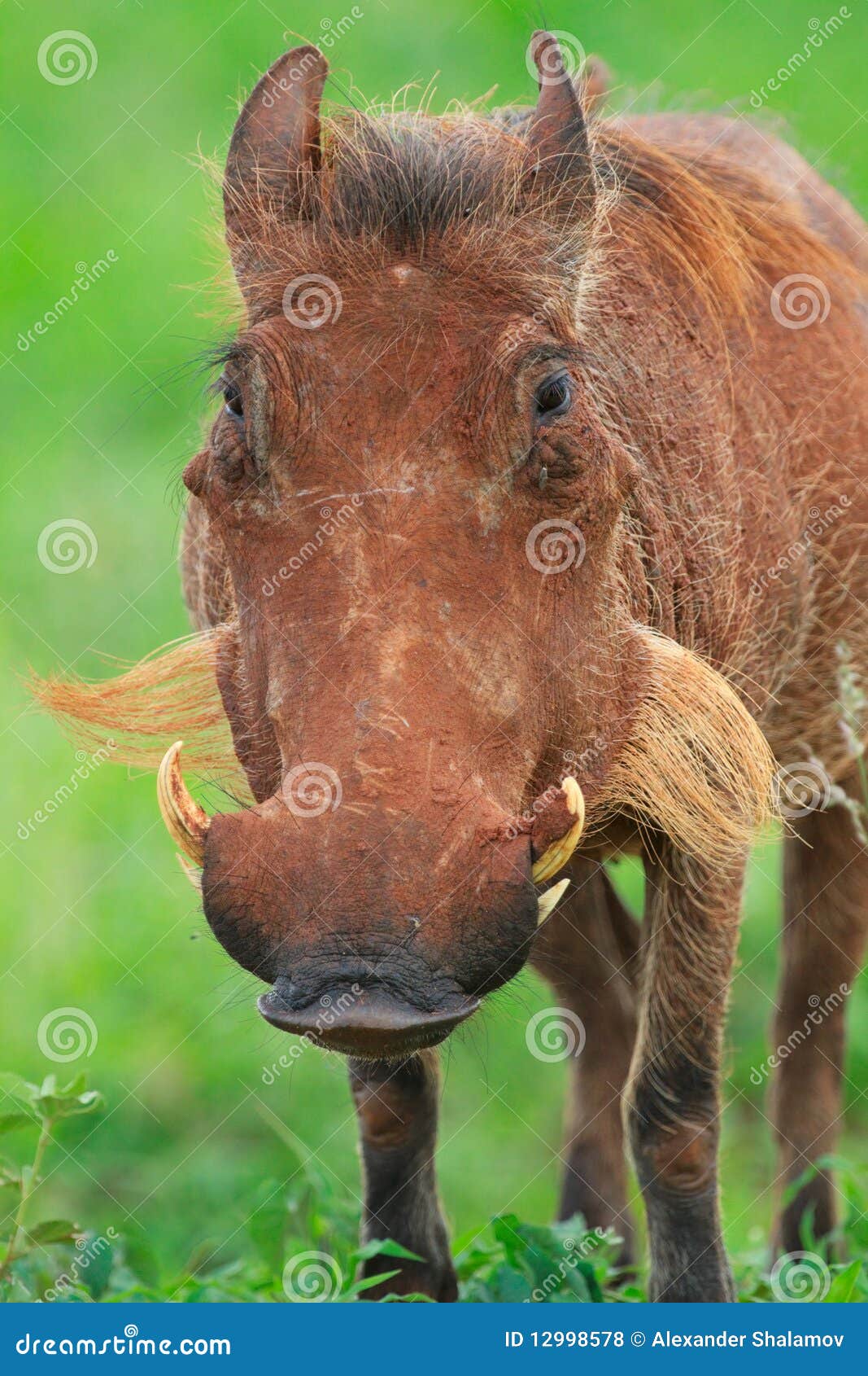 Warthog stock photo. Image of wild,
