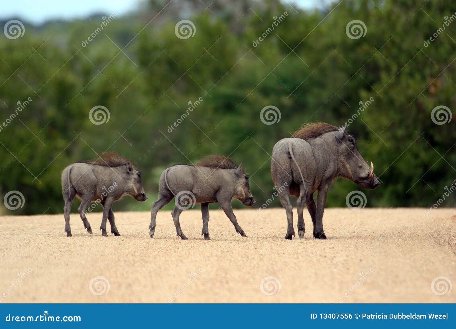 Warthog stock photo. Image of habitat, safari, nature 13407556