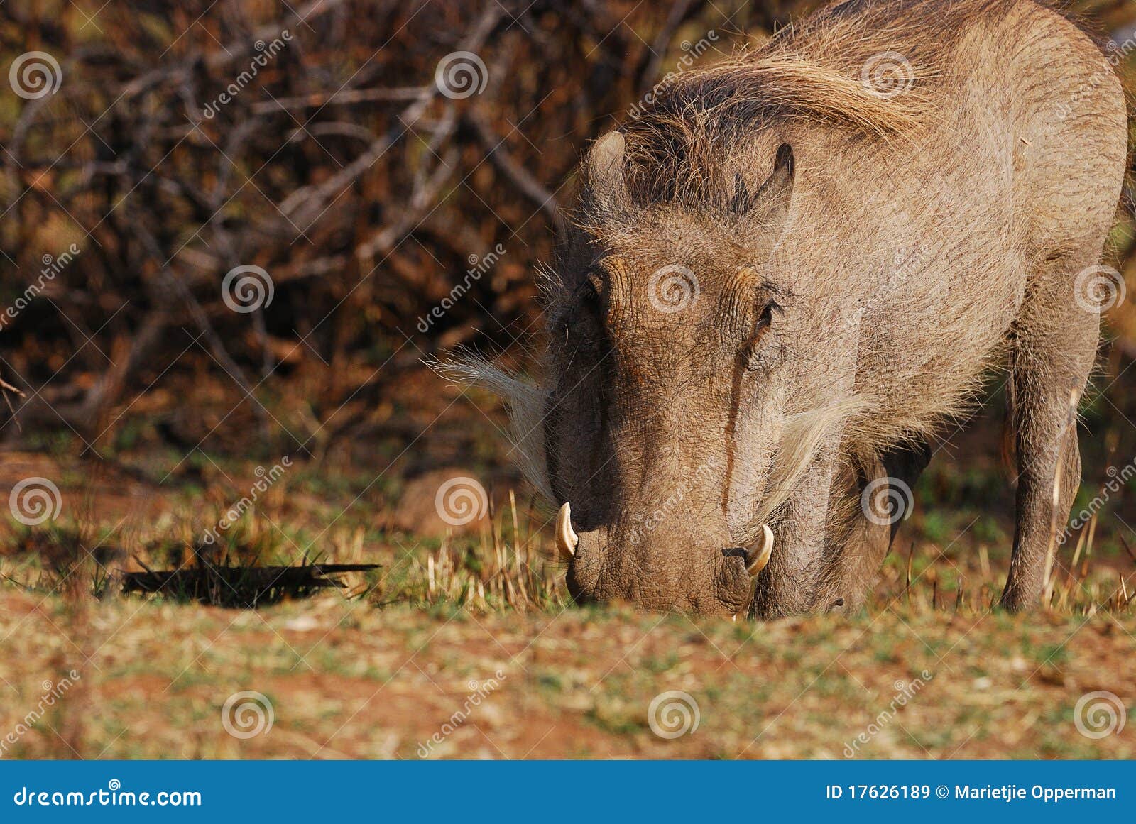 Warthog stock image. Image of closeup, animal, secretive 17626189