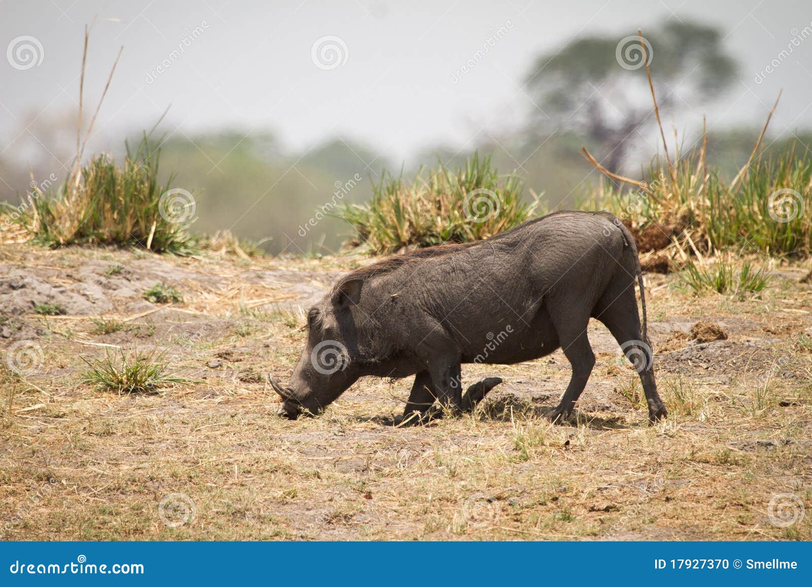 warthog