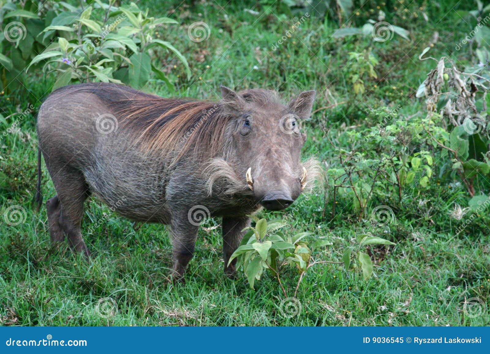 warthog