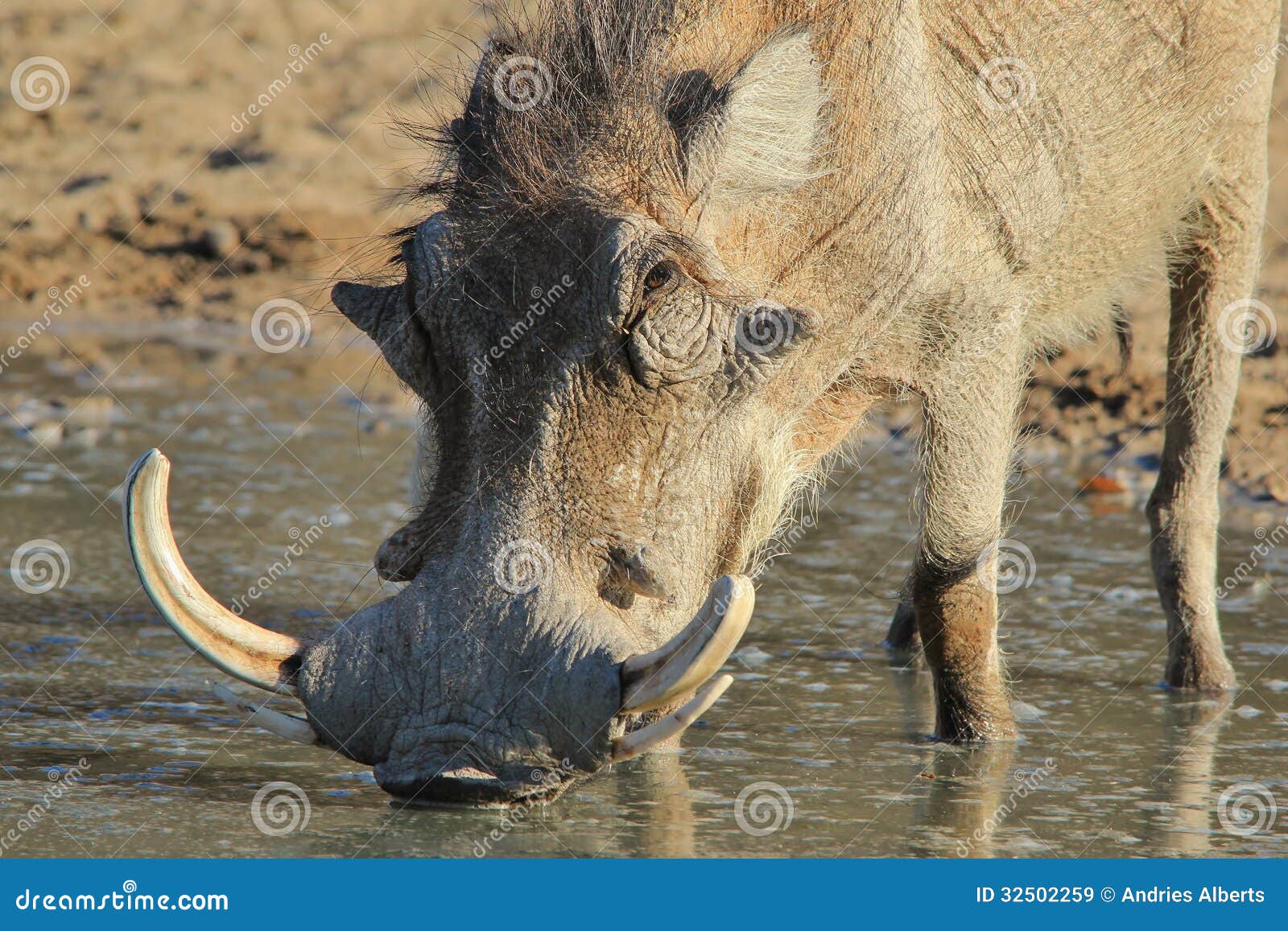 Warthog - African Wildlife - Tusks and Warts for all. A Warthog boar drinks water. Photo taken on a game ranch in Namibia, Africa.