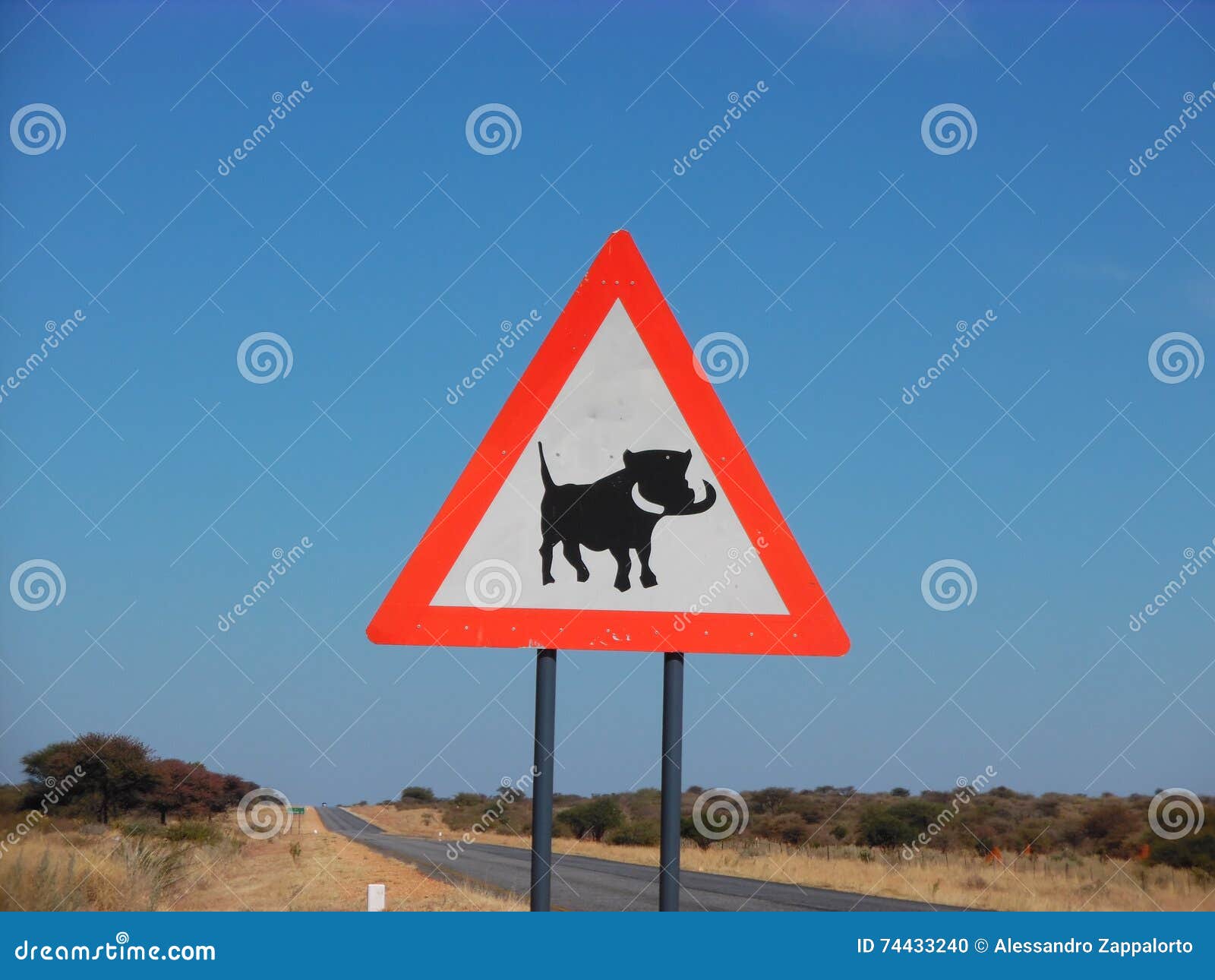 Warthog crossing stock photo. Image of crossing, warthog - 74433240