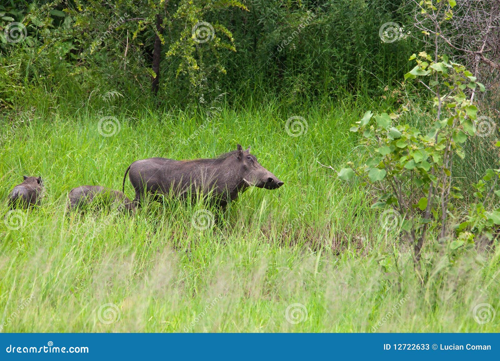 Warthog family stock image. Image of hairy, horizontal - 12722633