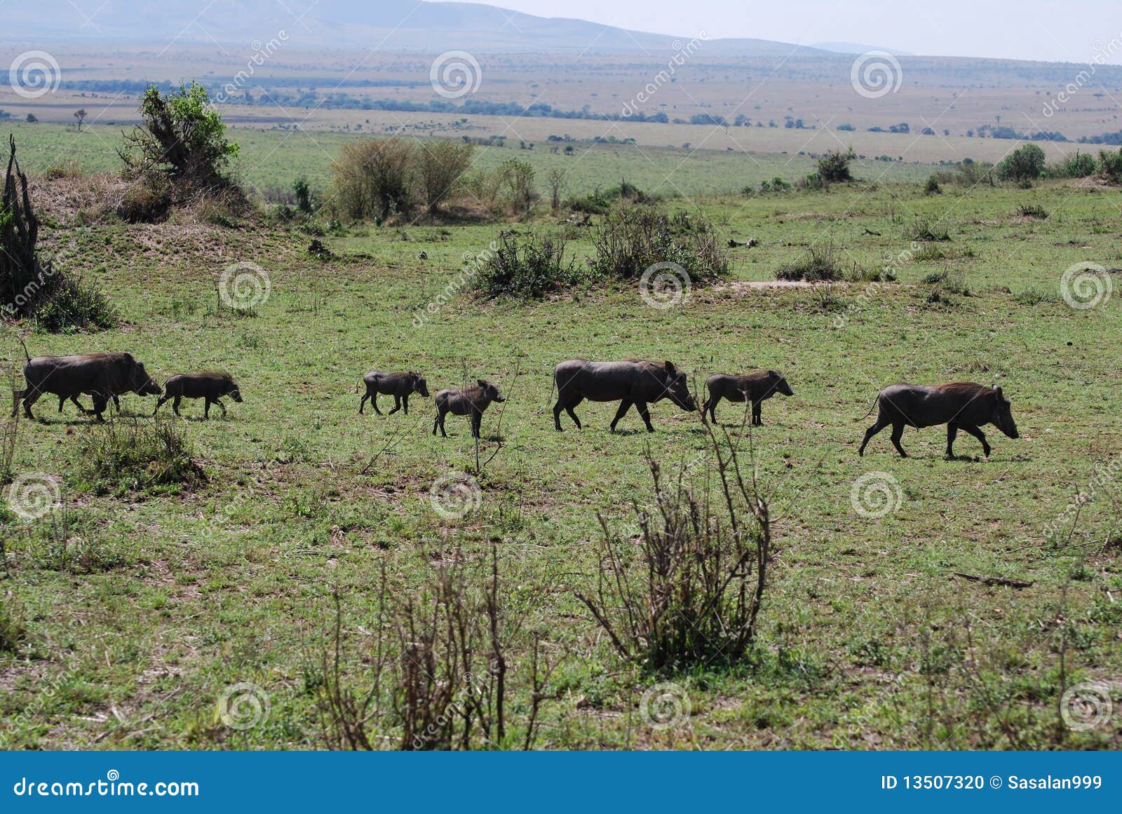 Warthog Family stock photo. Image of kenya, masai, nature - 13507320