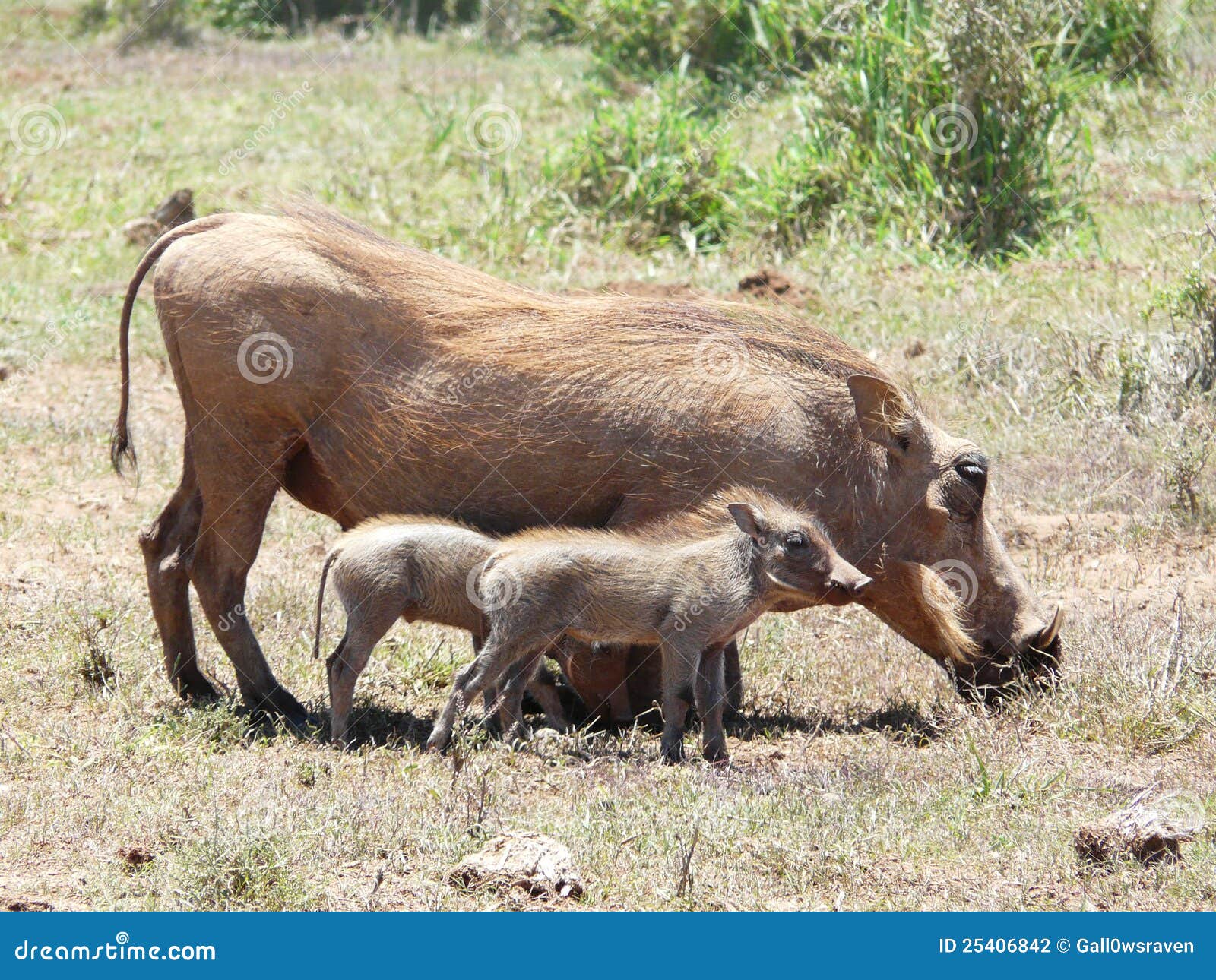 Warthog Family stock photo. Image of warthog, friends - 25406842