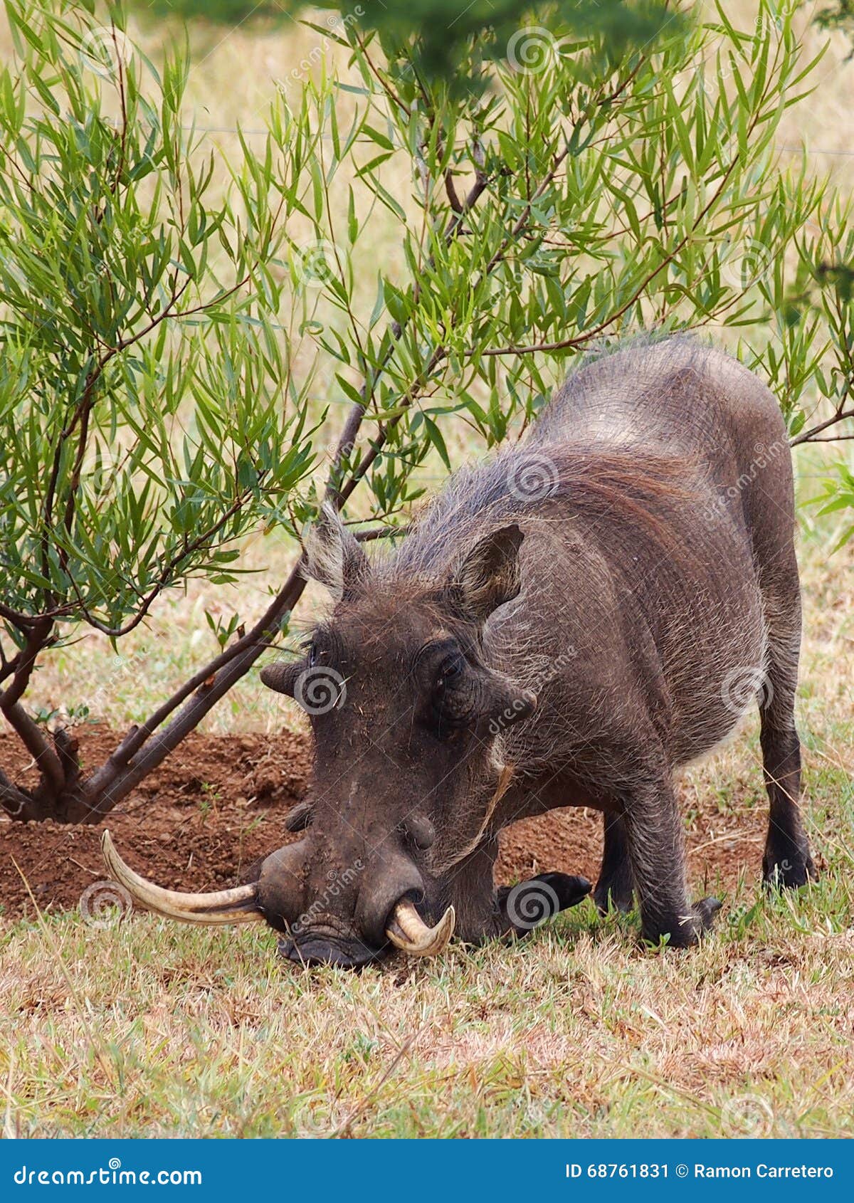 warthog with huge tusks rooting