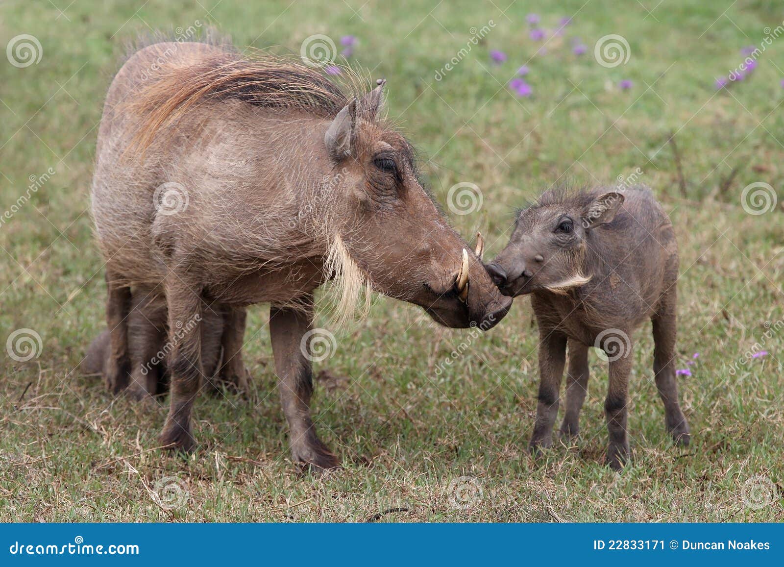 warthog kiss