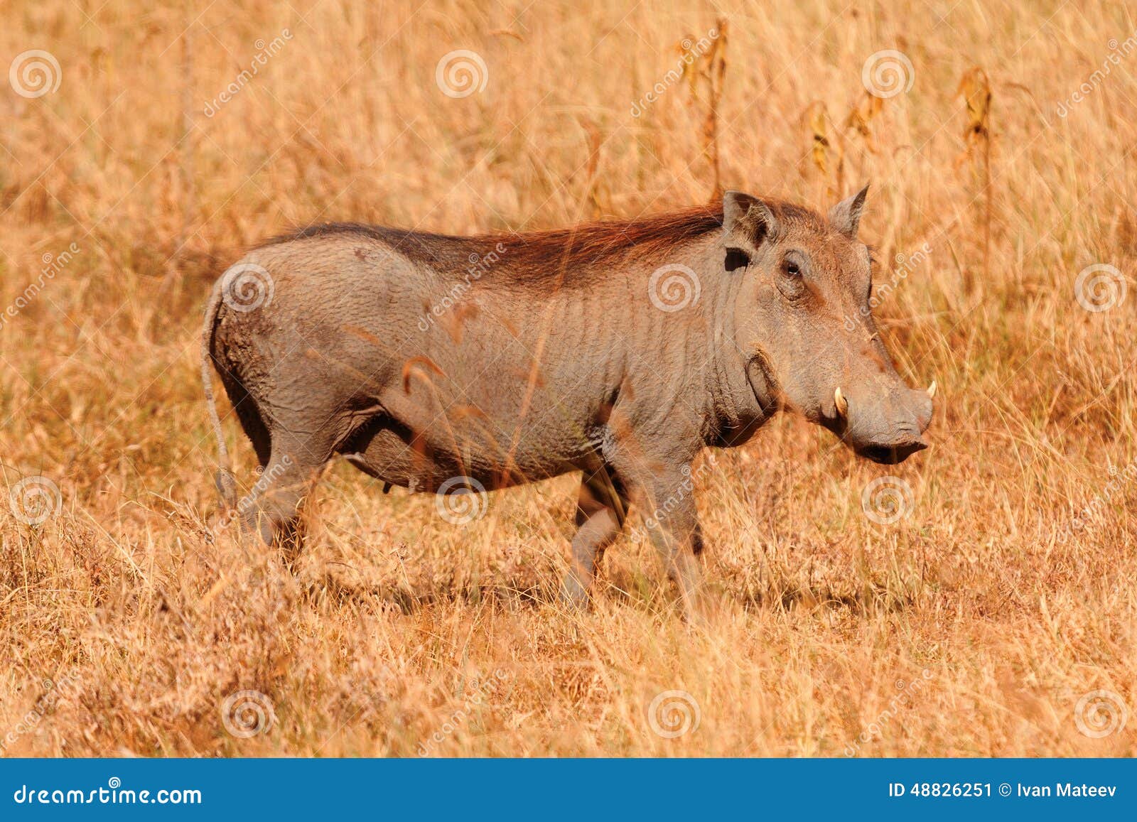 warthog, masai mara