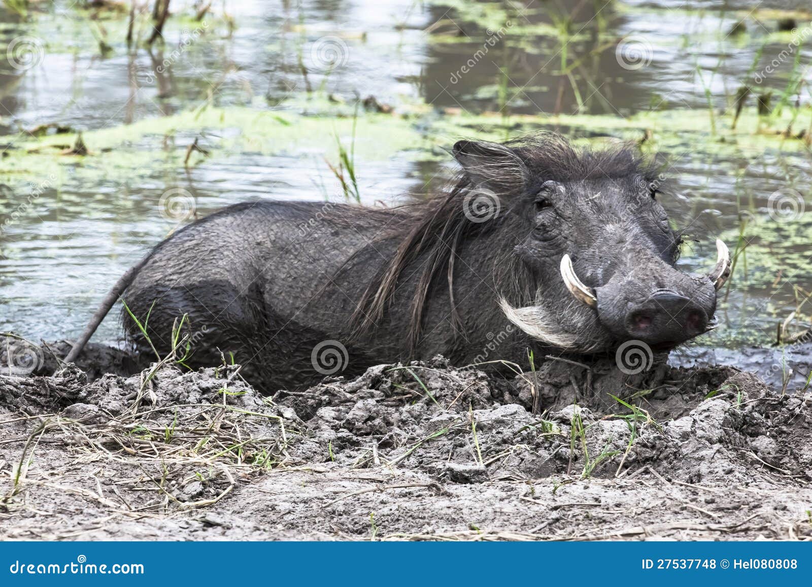 warthog bathing in mud, okavango delta, botswana, africa