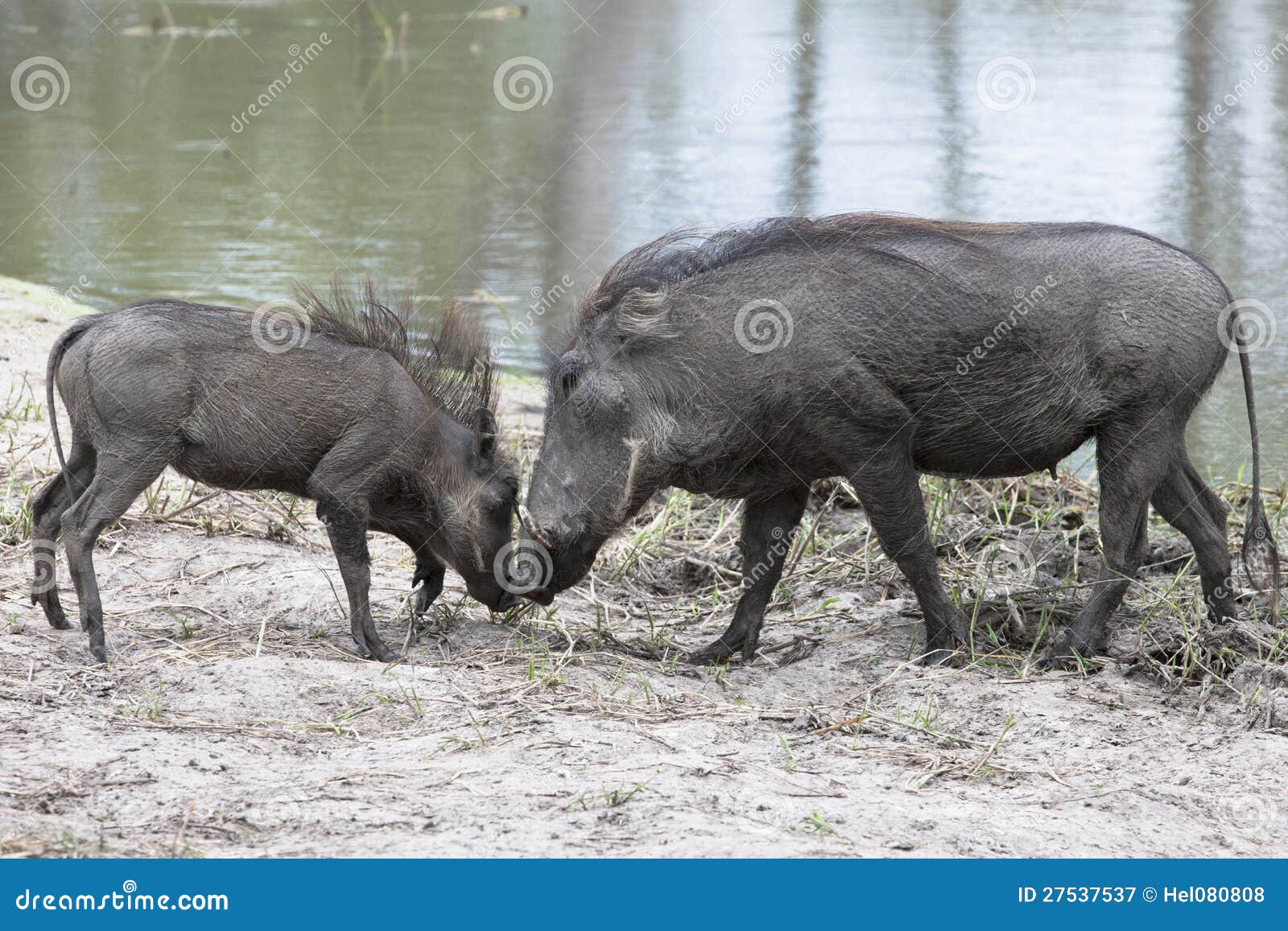 warthog with piglet near waterhole in botswana