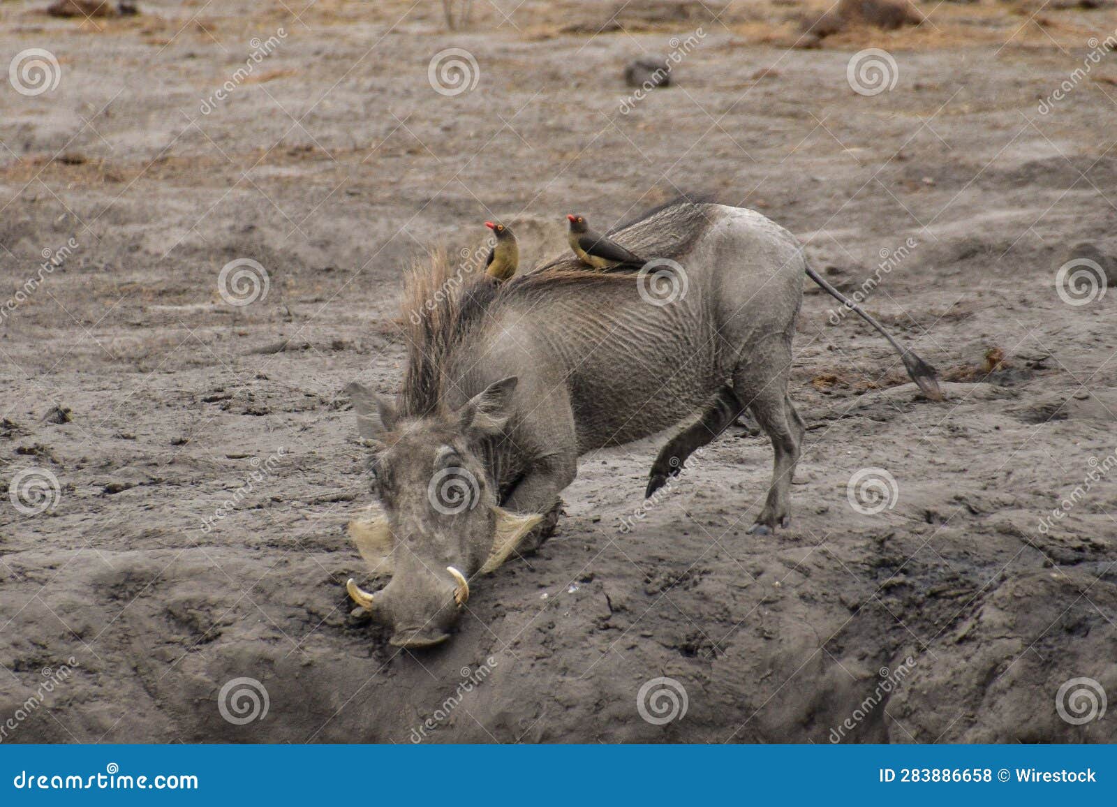 warthog striding through muddy terrain, its tusk-like snout extended as it forages for sustenance