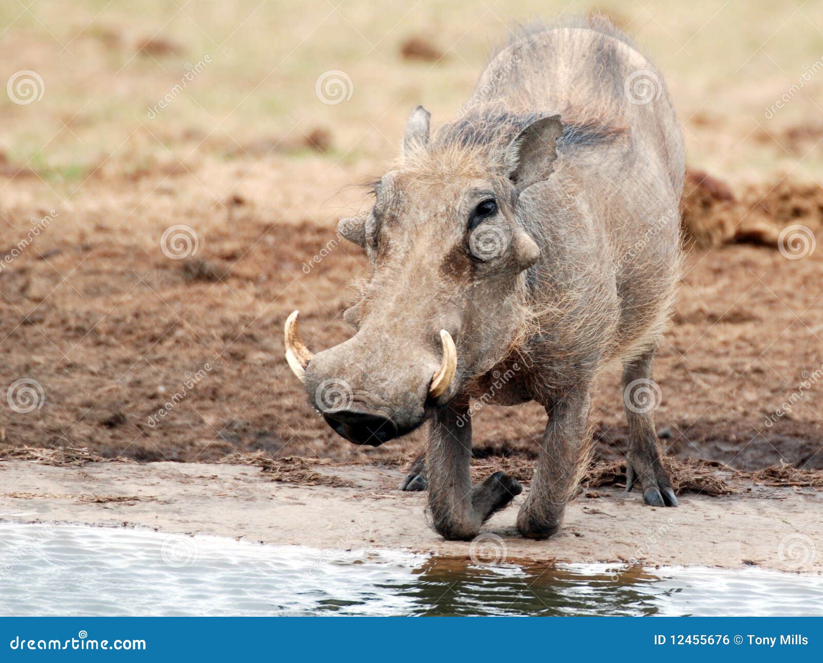 warthog at waterhole addo reserve