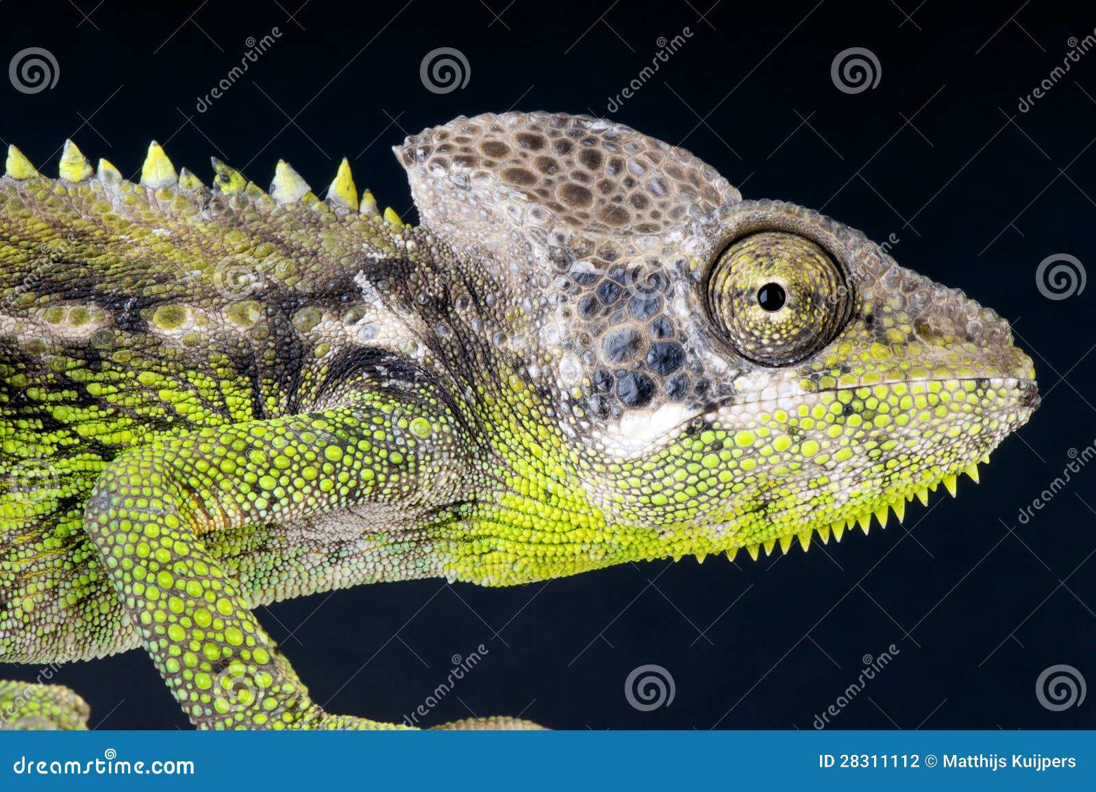 warty chameleon / furcifer verrucosus