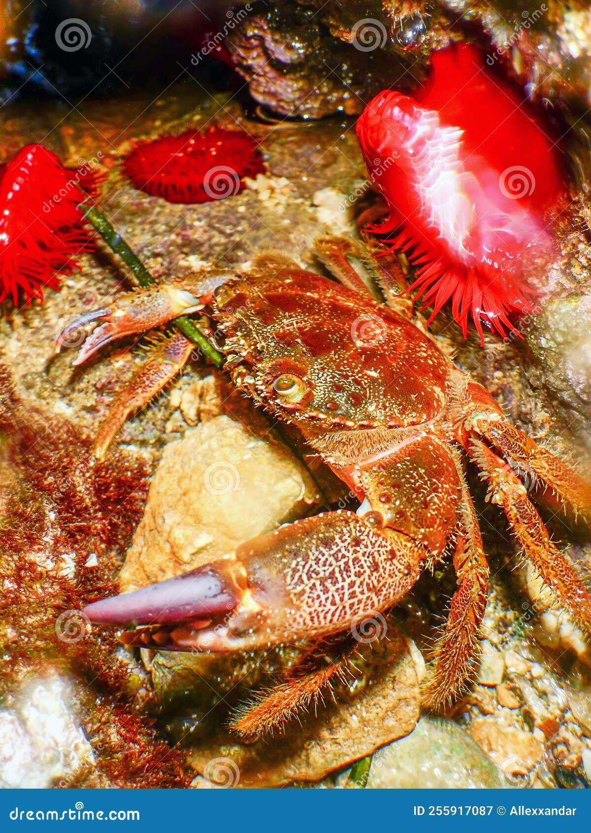 Warty Crab on Reef Underwater Stock Image Image of fauna, pincers