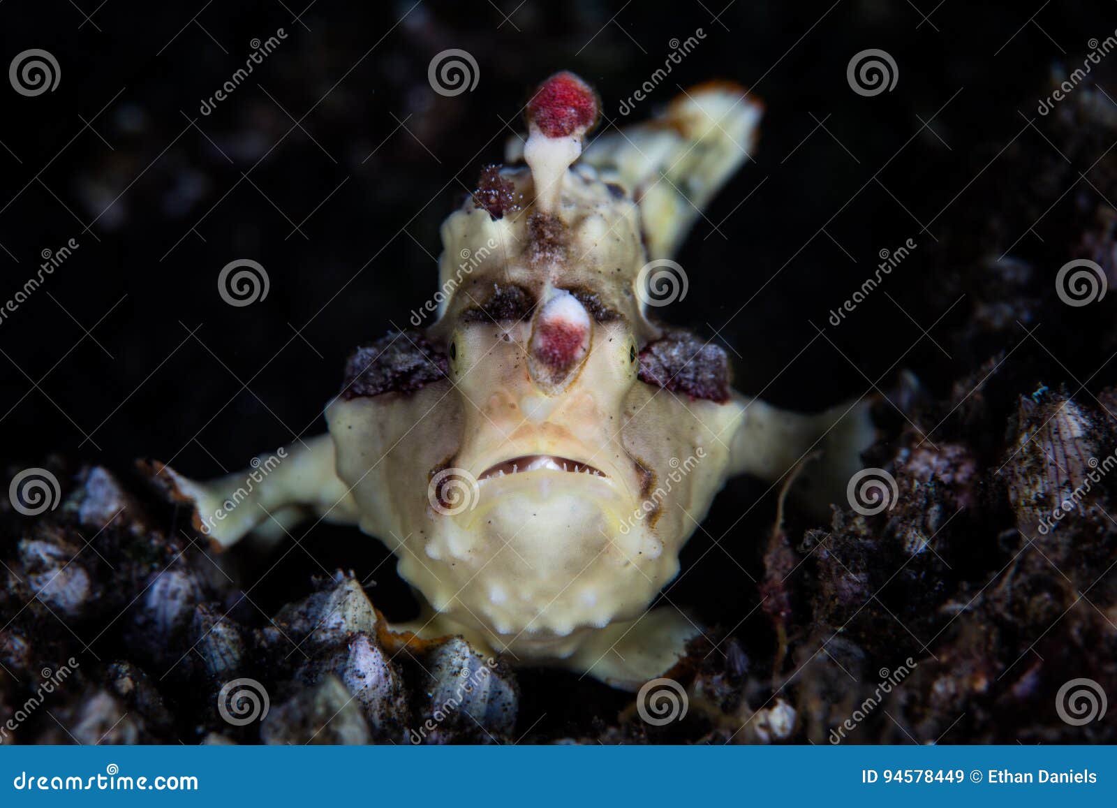 warty frogfish on seafloor in indonesia