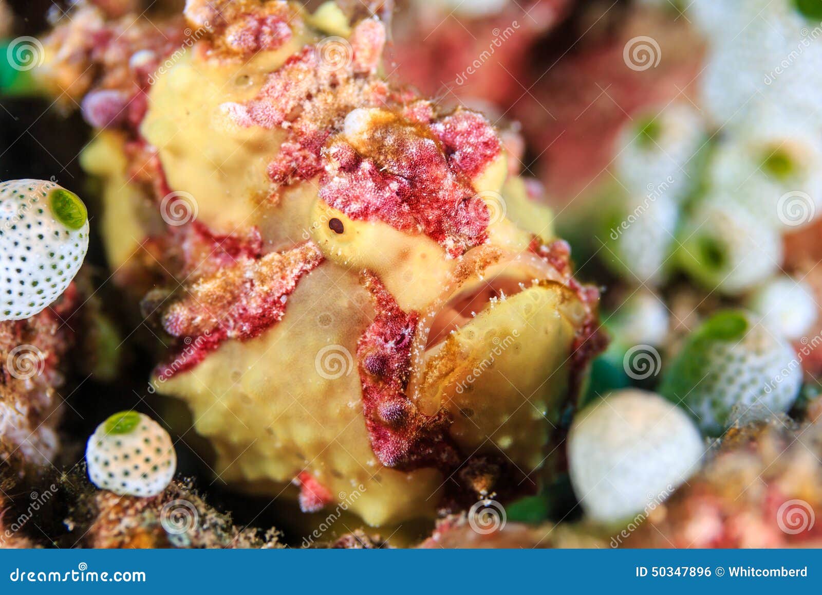 warty frogfish