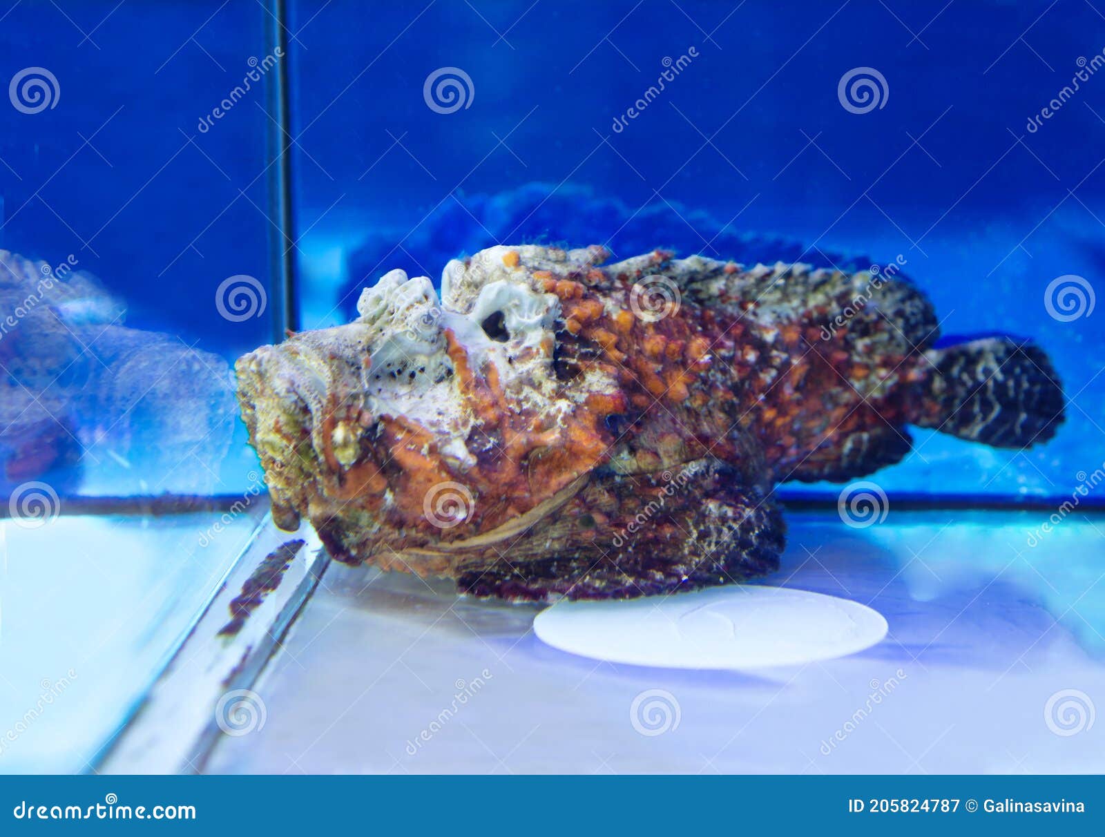 Wartyfish, or stonefish. stock image. Image of wartyfish - 205824787