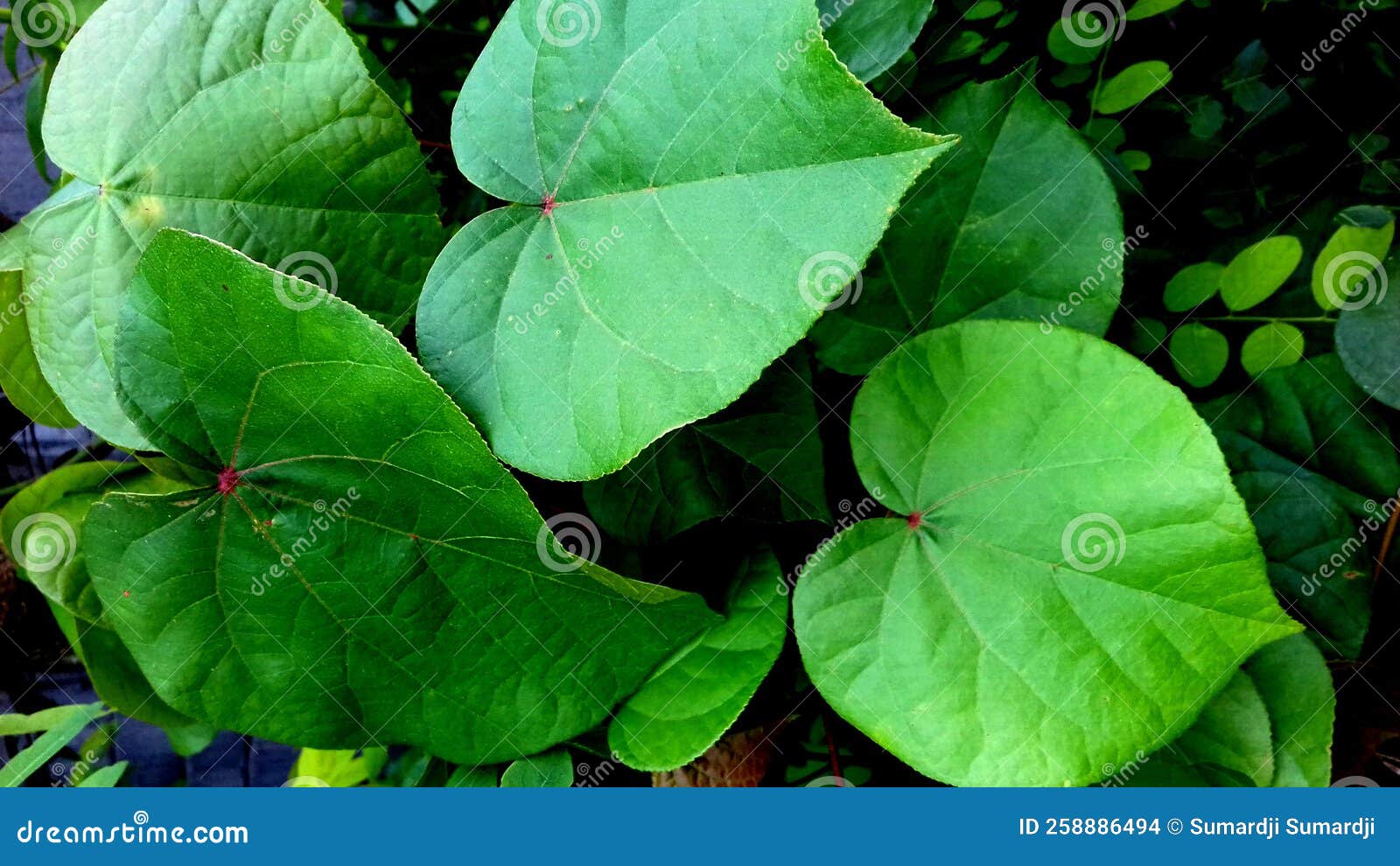 waru plant, medium oval leaves-slightly sharp-pointed-green color