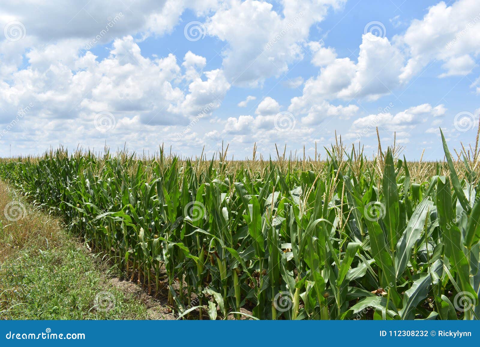 Corn field near the road stock photo. Image of corn - 112308232