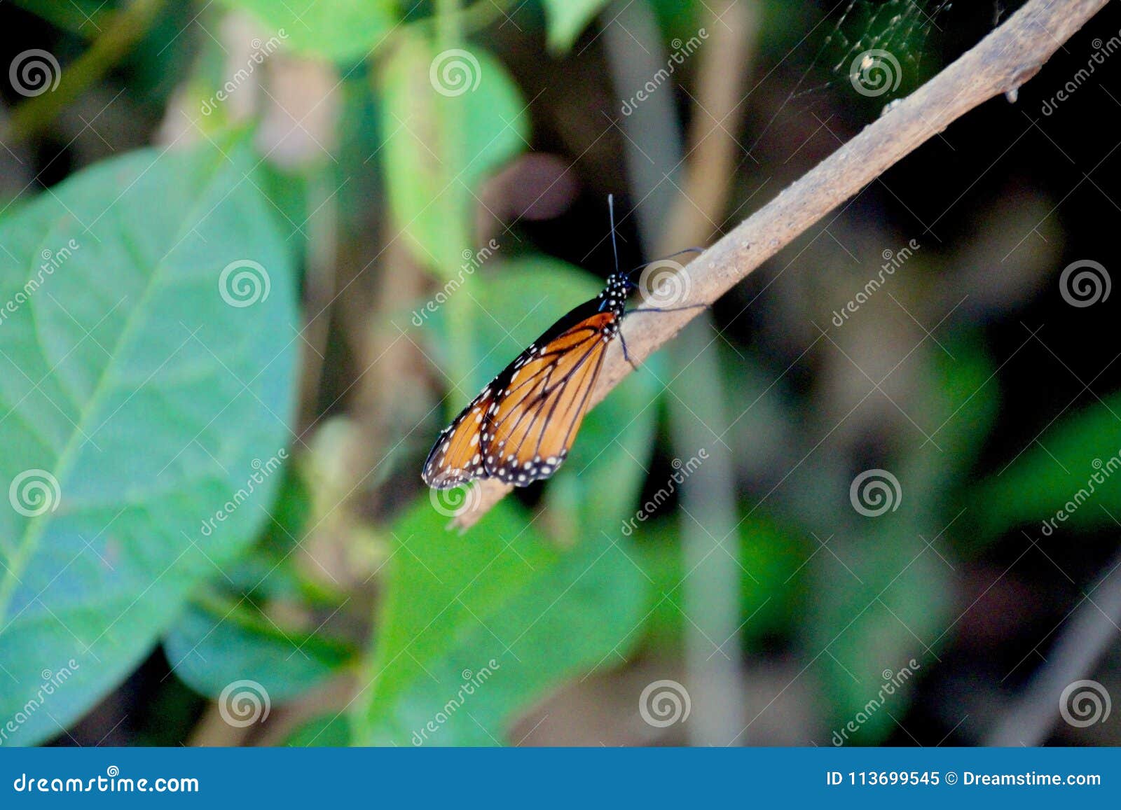 Butterfly Trail 2 stock image. Image of swarming, pretty ...