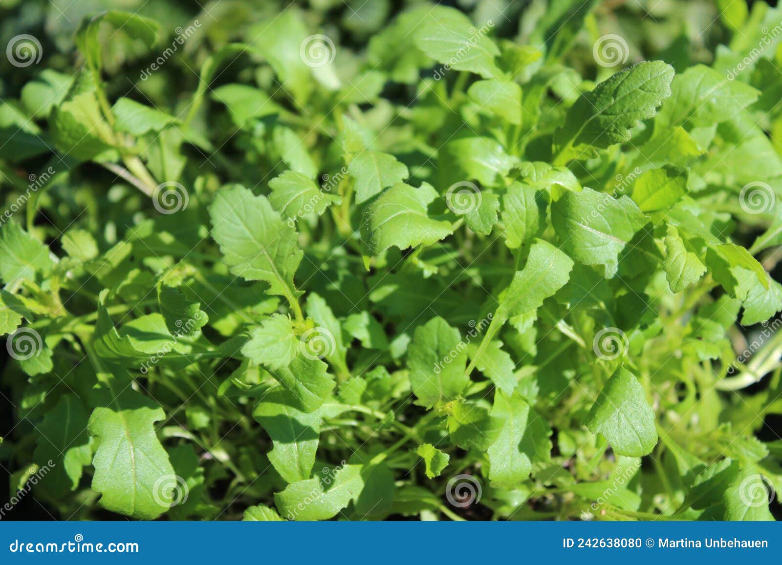 wasabi arugula