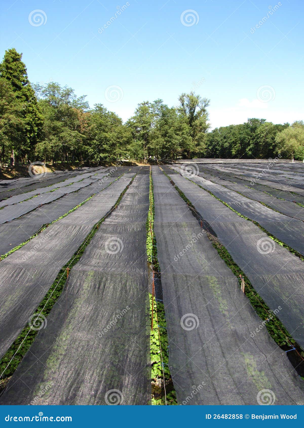 Wasabi Farm stock photo. Image of spice, tent, nature 26482858