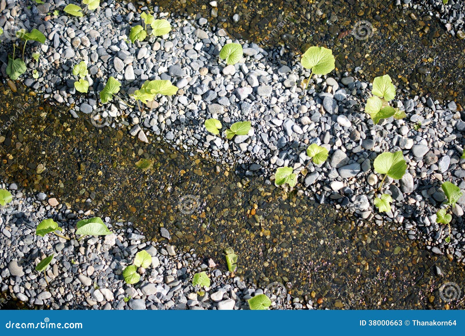 Wasabi farm stock image. Image of nature, rock, farm 38000663