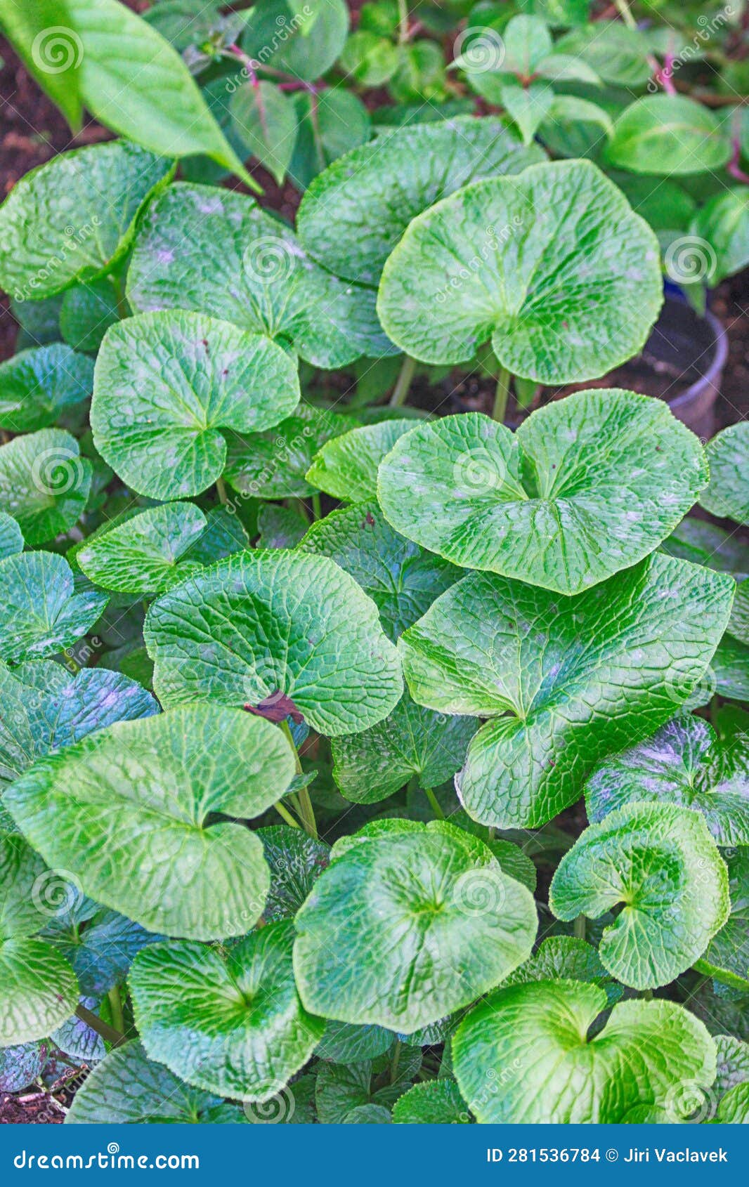 Wasabi Green Plant Leaves Texture Stock Photo Image of plant, fresh