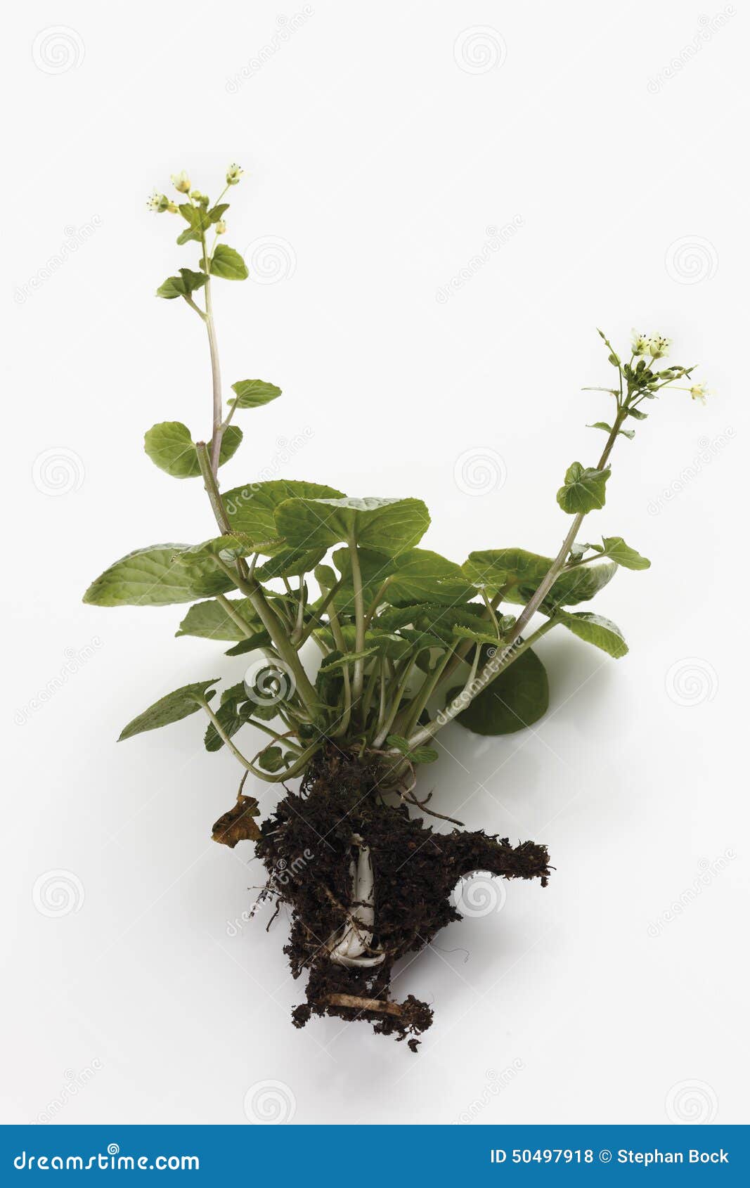 Wasabi plant stock photo. Image of flora, herb, background 50497918