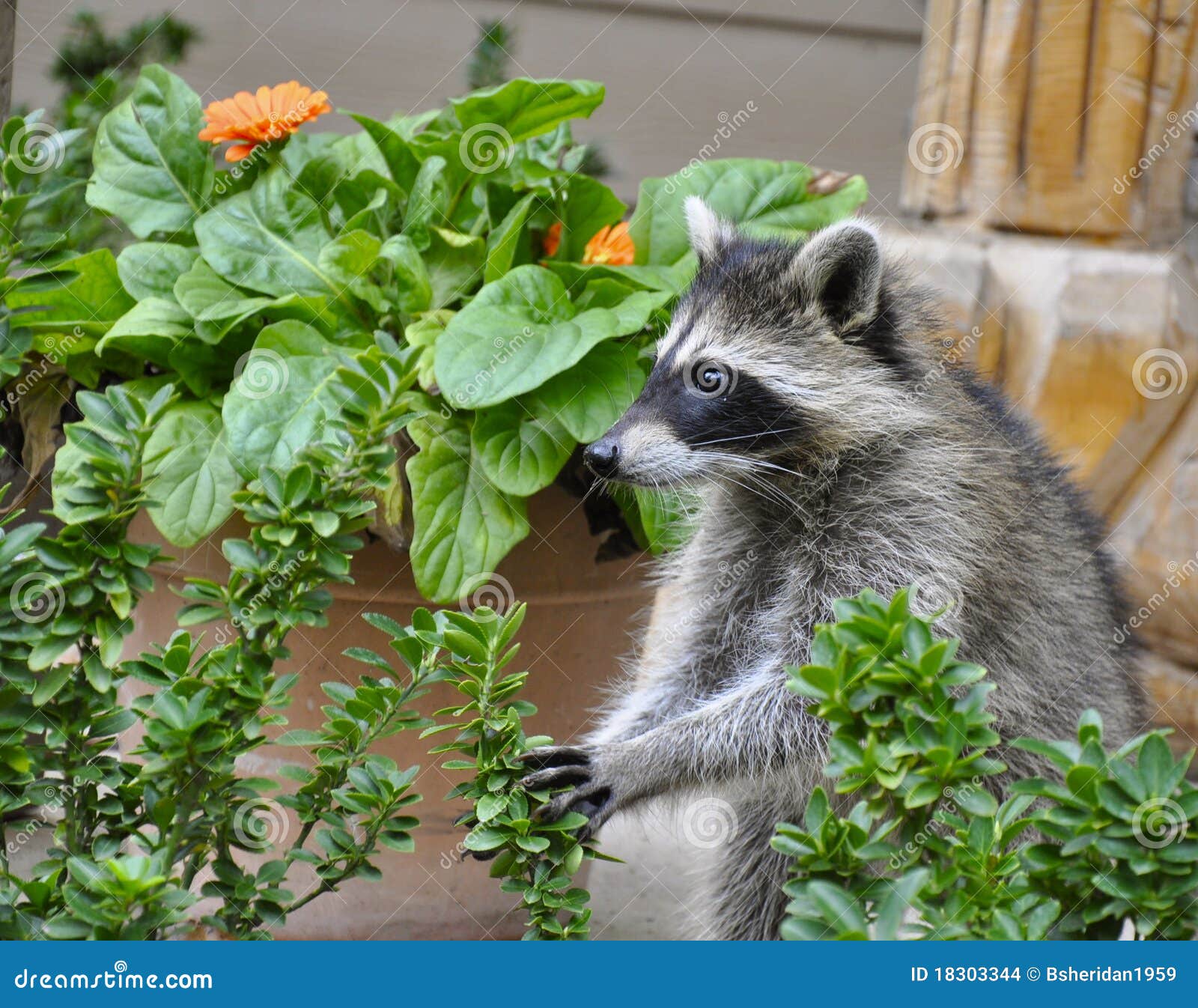 Waschbär im Garten stockfoto. Bild von warnung, procyon