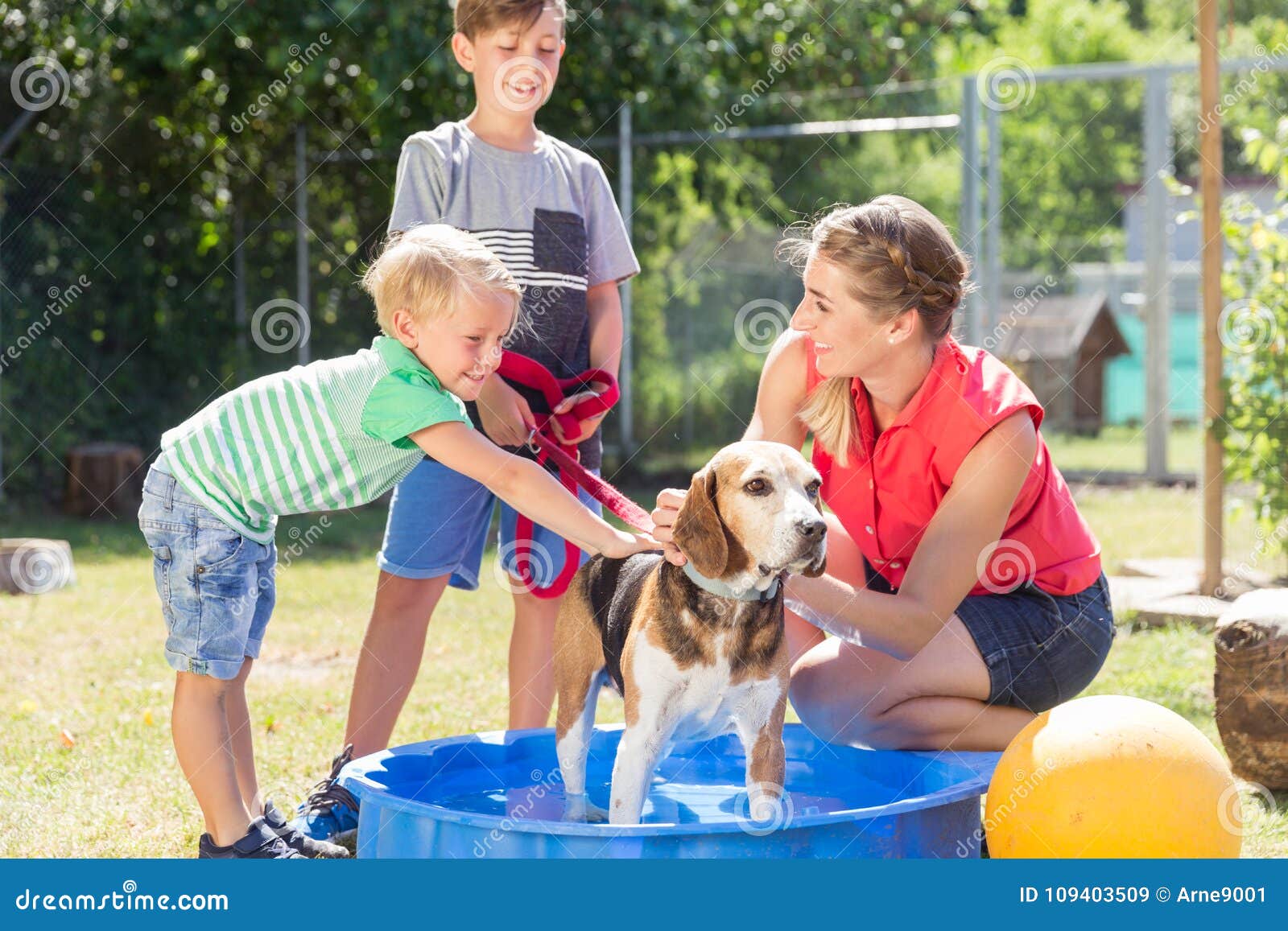 Waschender Hund Der Familie Im Pool Des Tierheims Stockbild Bild von