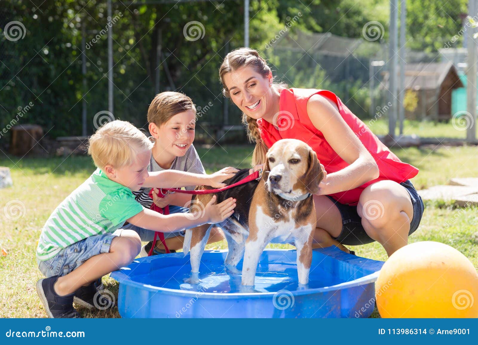 Waschender Hund Der Familie Im Pool Des Tierheims Stockfoto Bild von
