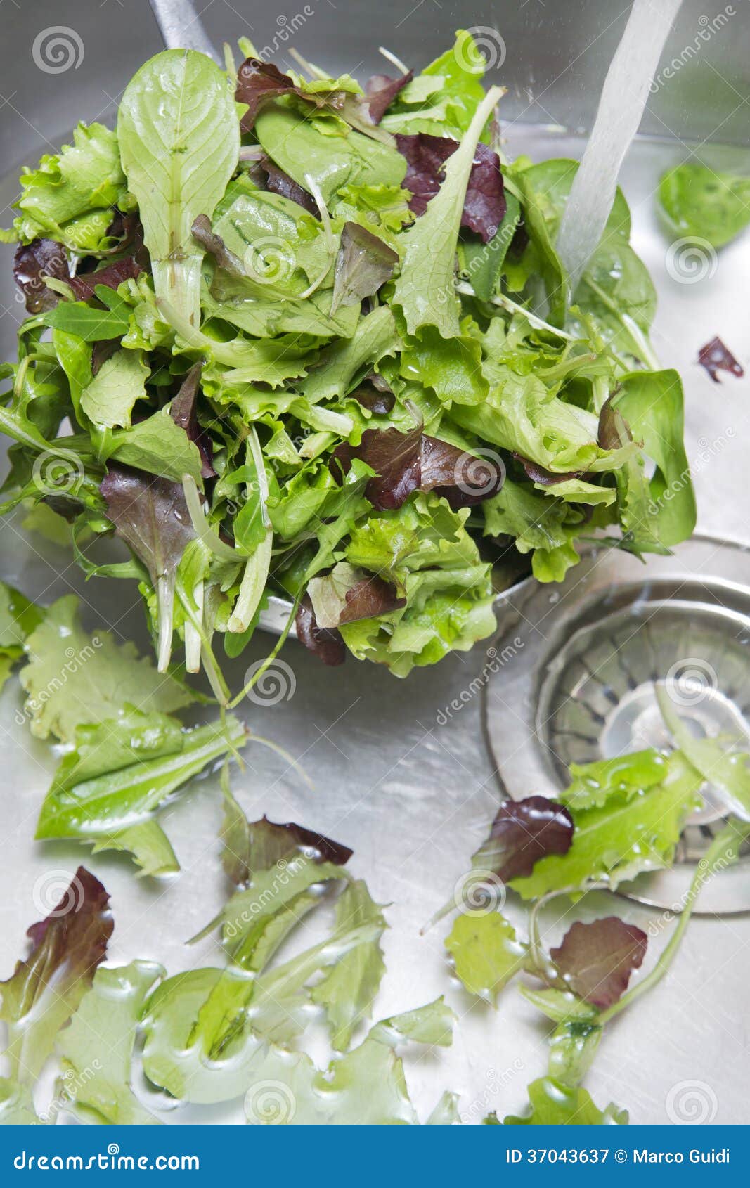 Wash the salad greens stock image. Image of vegetables 37043637