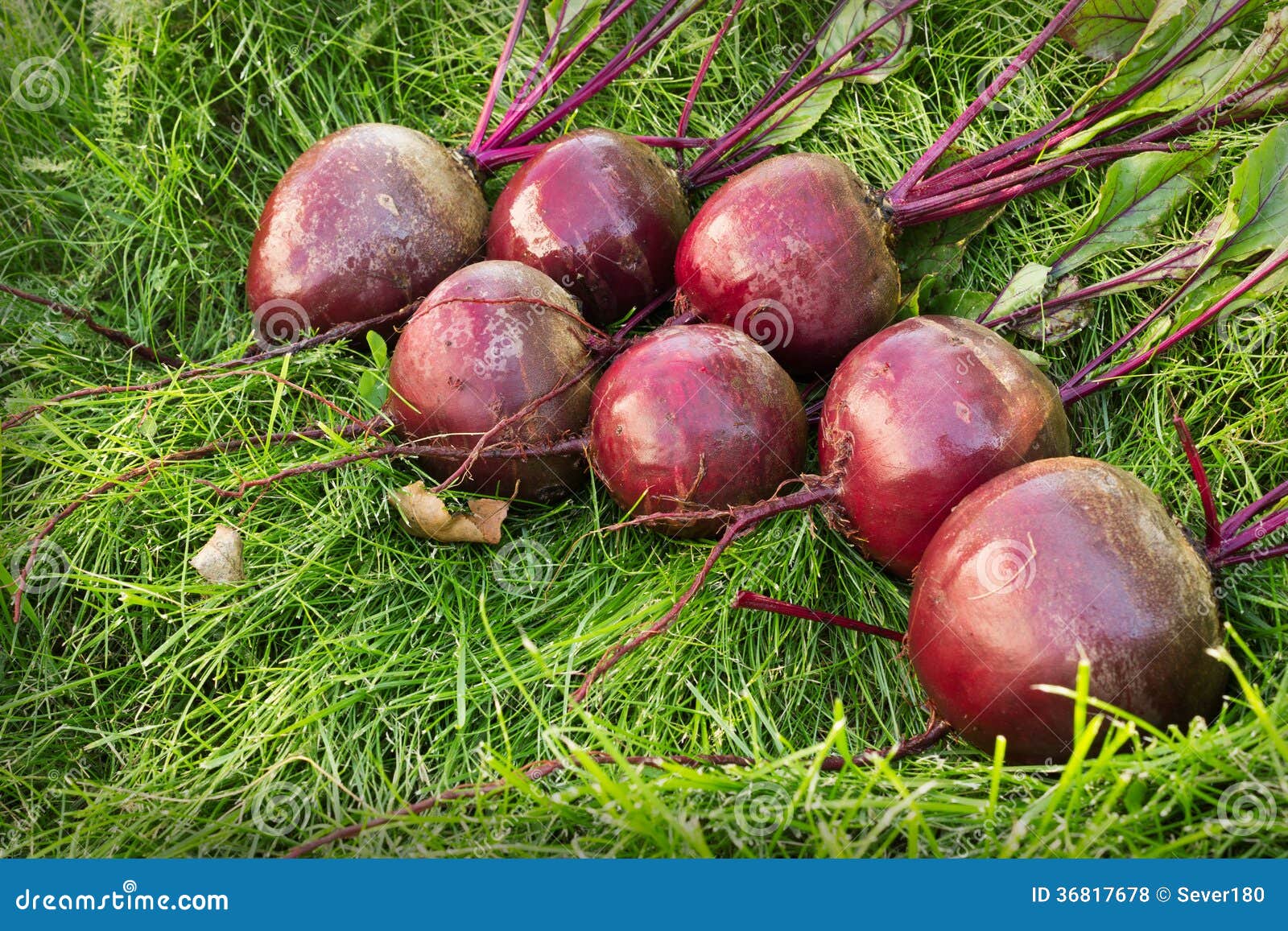 Washed Beet Lies on the Green Grass Stock Photo Image of food, autumn