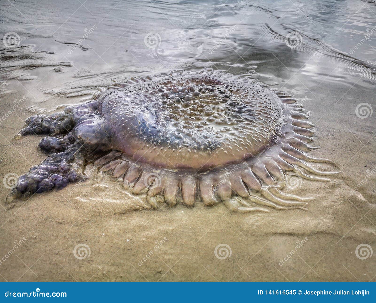 Jellyfish Wash Up On The Beach Dead During The Low Tide On The Sea Shore Stock Image Image Of Sand Summer