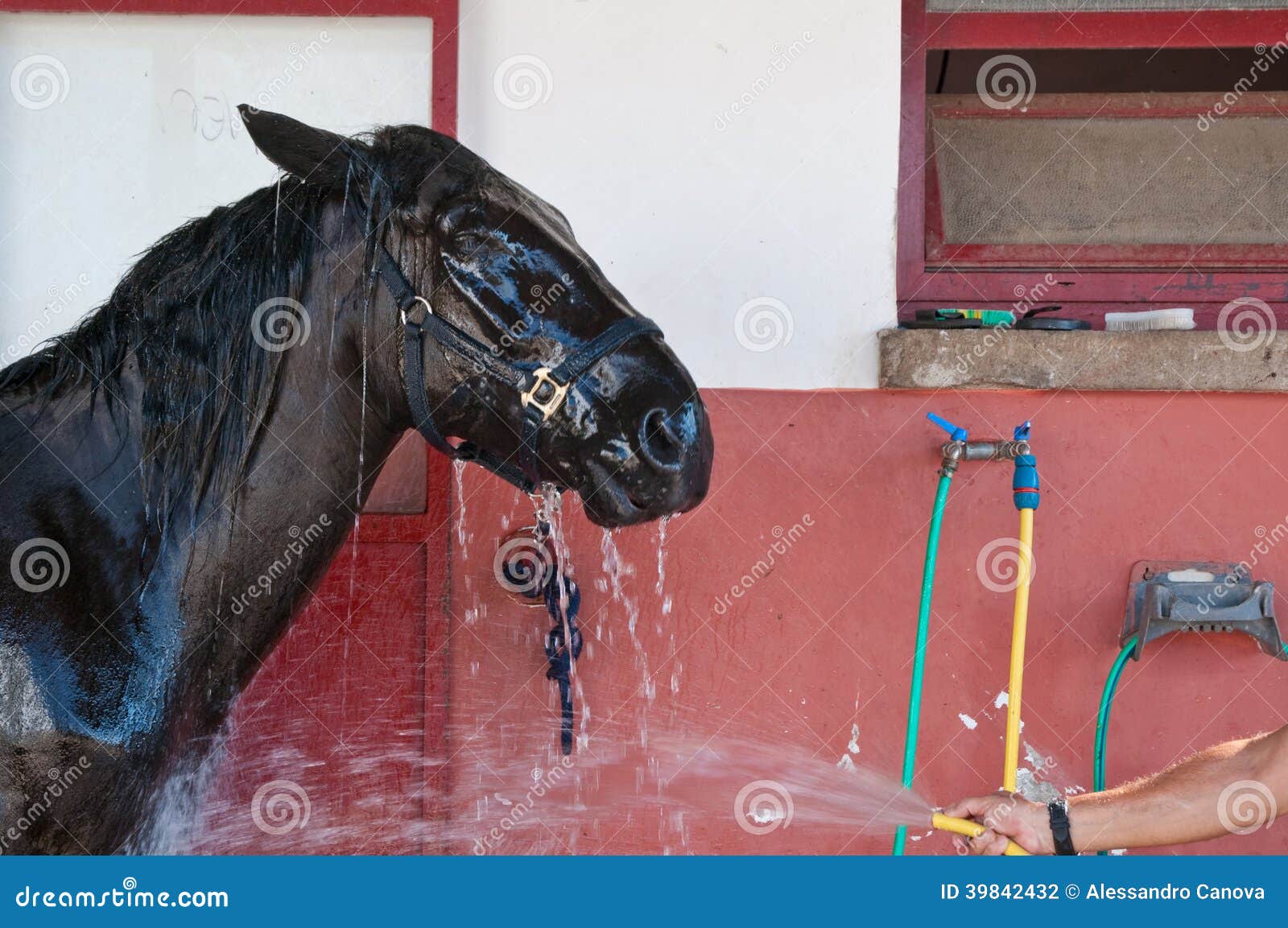 Washing an horse stock photo. Image of reins, horse, equus 39842432