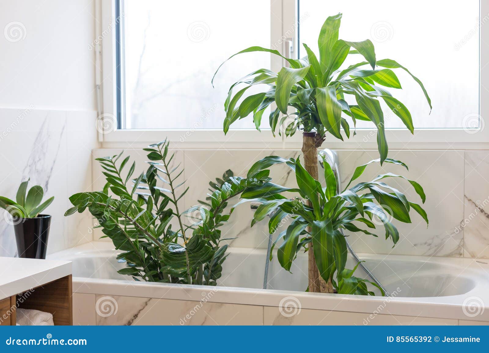 Washing indoor plants stock photo. Image of gardening 85565392