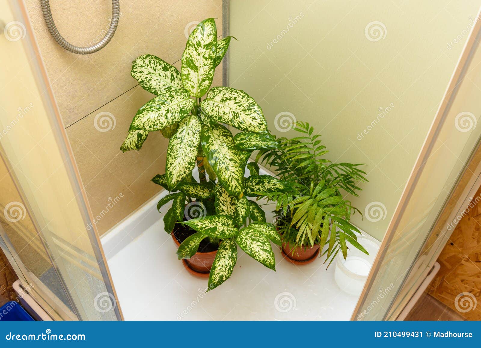 Washing the Leaves of Indoor Plants in the Shower Stock Image Image