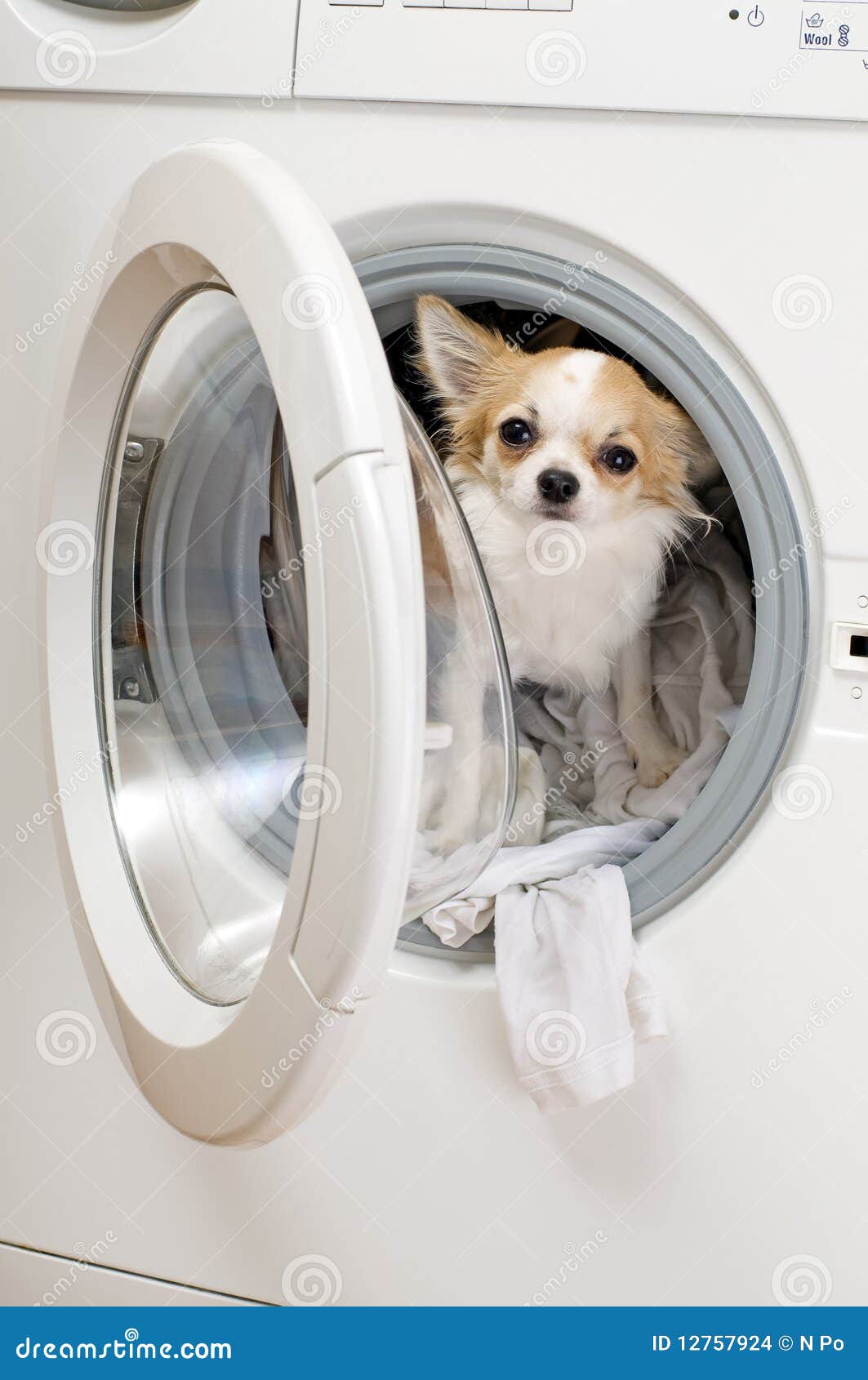 Washing Machine and Dog Inside Stock Photo Image of groomed, canine