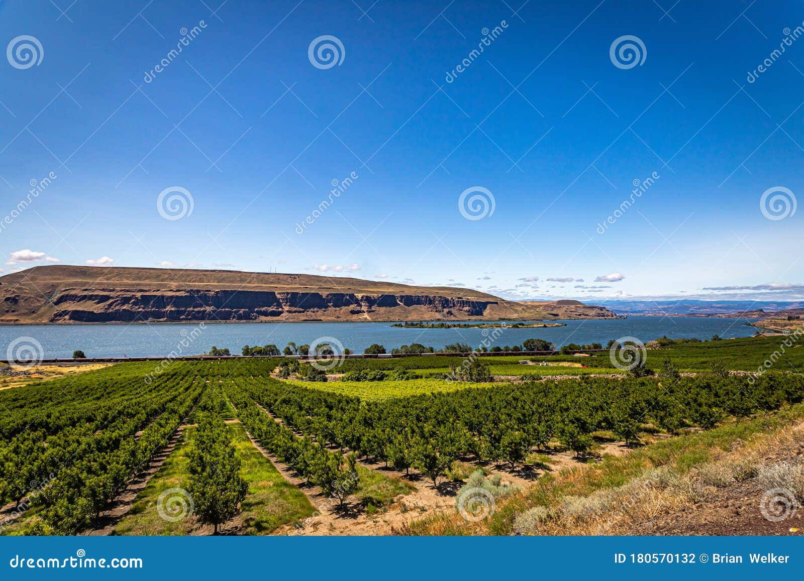 Washington Apple Orchard stock photo. Image of outdoors 180570132