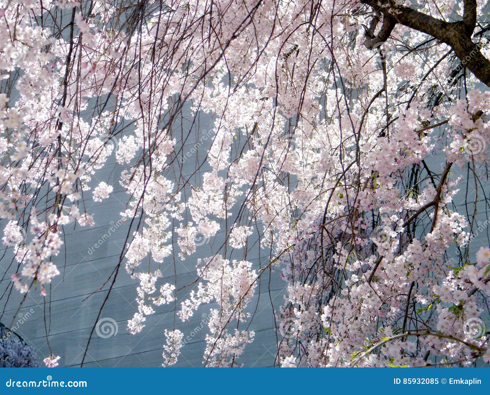 Washington Cherry Blossom April 2010 Stock Image Image of purity