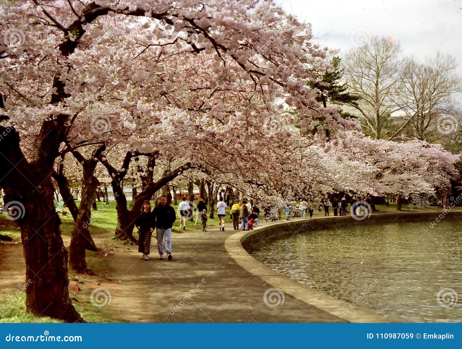 Washington Cherry Blossom 1999 Editorial Stock Image Image of travel