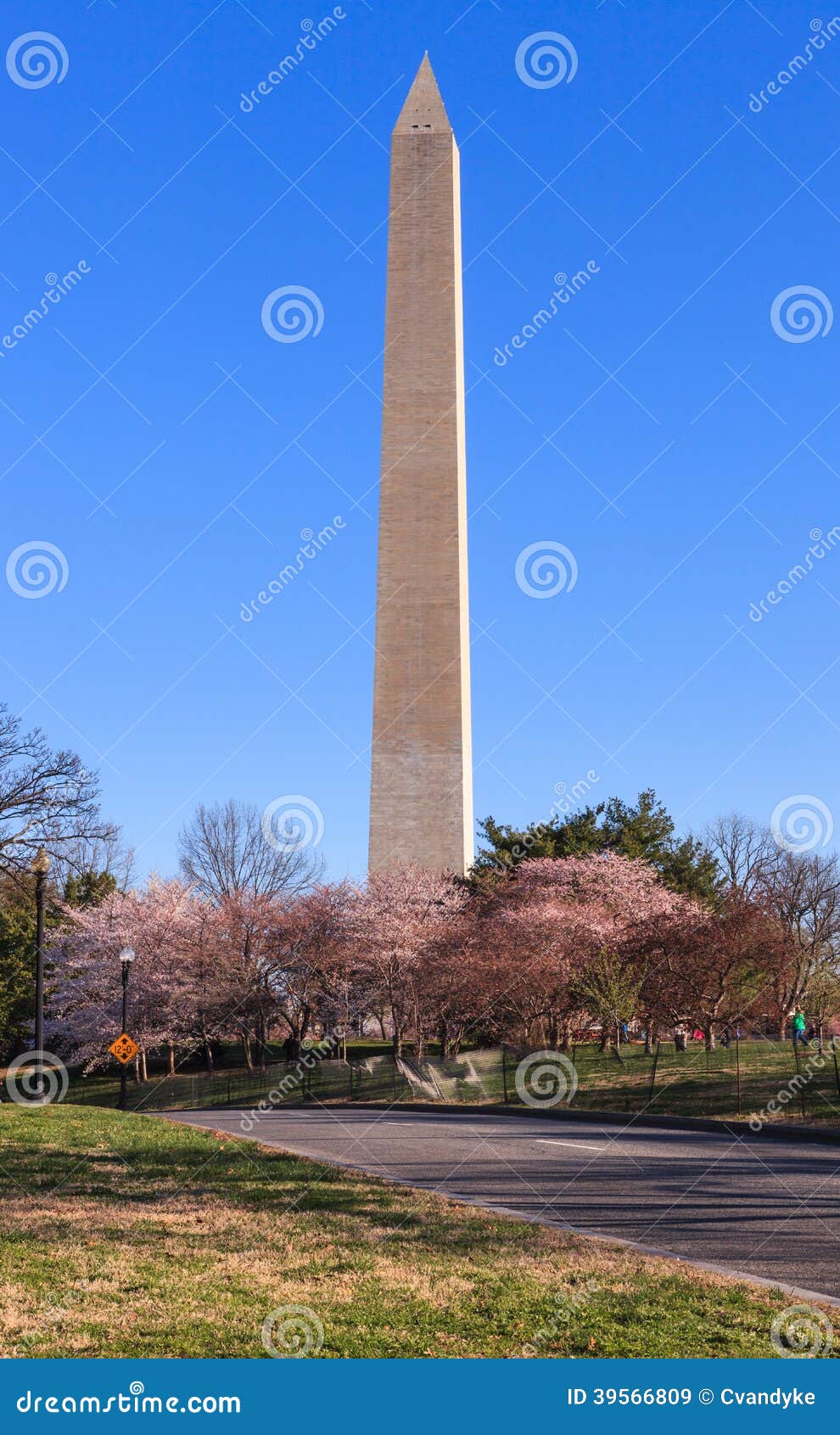 Washington DC Monument with Cherry Trees Stock Image Image of memorial, washington 39566809