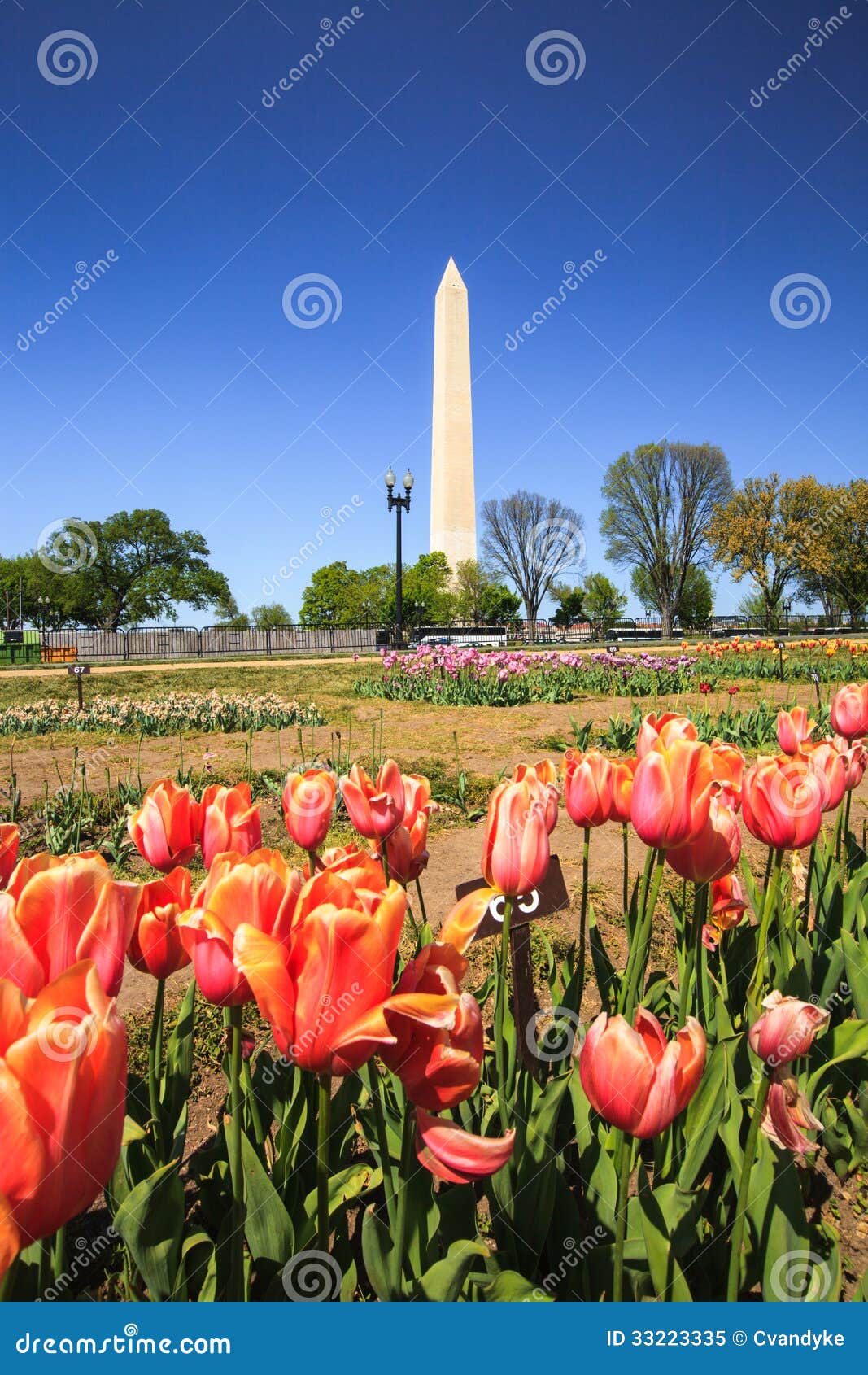 Washington DC Monument with Tulips Stock Image Image of columbia