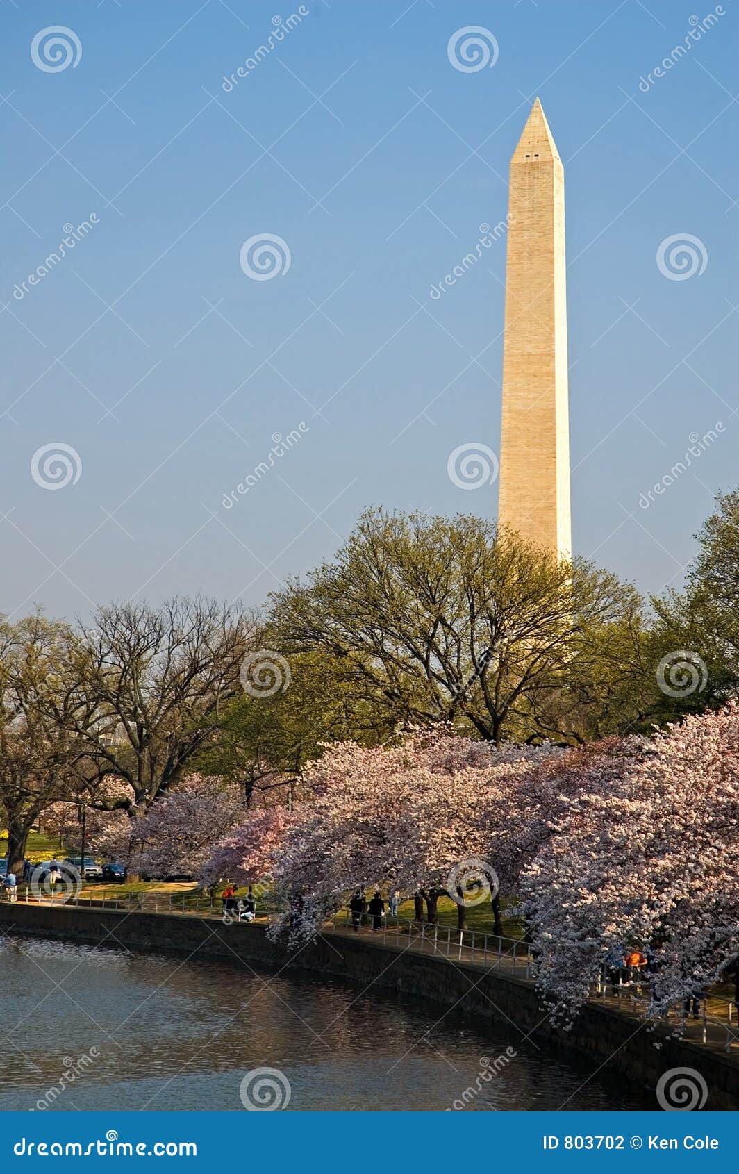 washington monument with cherry blossoms at the tidal basin