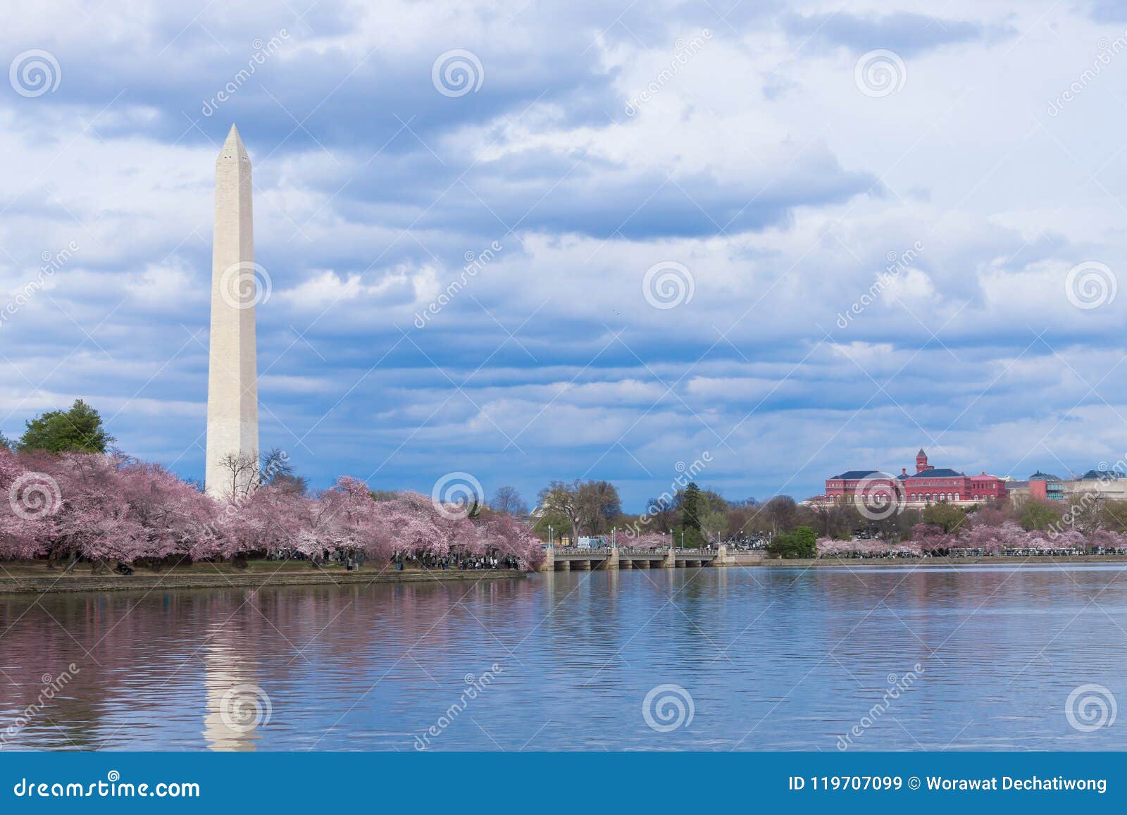 Washington Monument durante Cherry Blossom Festival na bacia maré, Washington DC, EUA