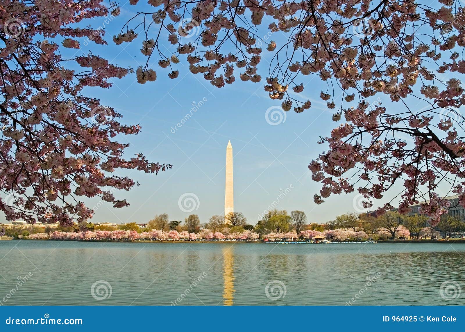 washington monument framed in cherry blossoms
