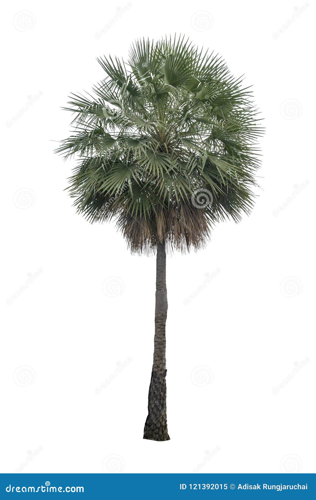 Washington Palm Tree Isolated on White BackgroundWashington Palm Tree ...