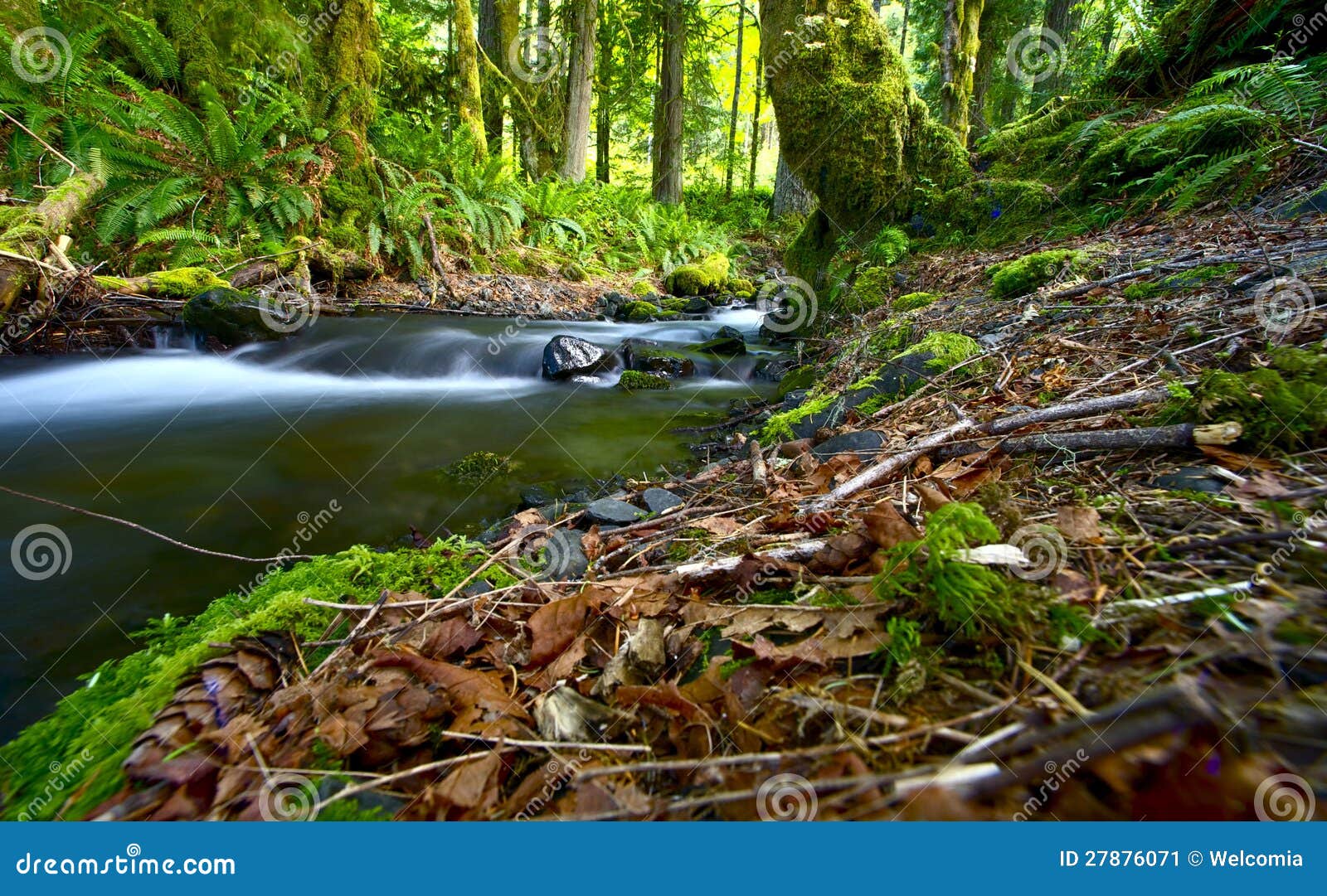 Washington Rainforest. Washington Pacific Northwest Rainforest -Washington State USA. Nature Photography Collection